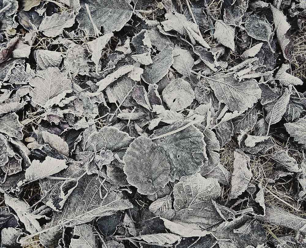 bevroren-bladeren-in-zw