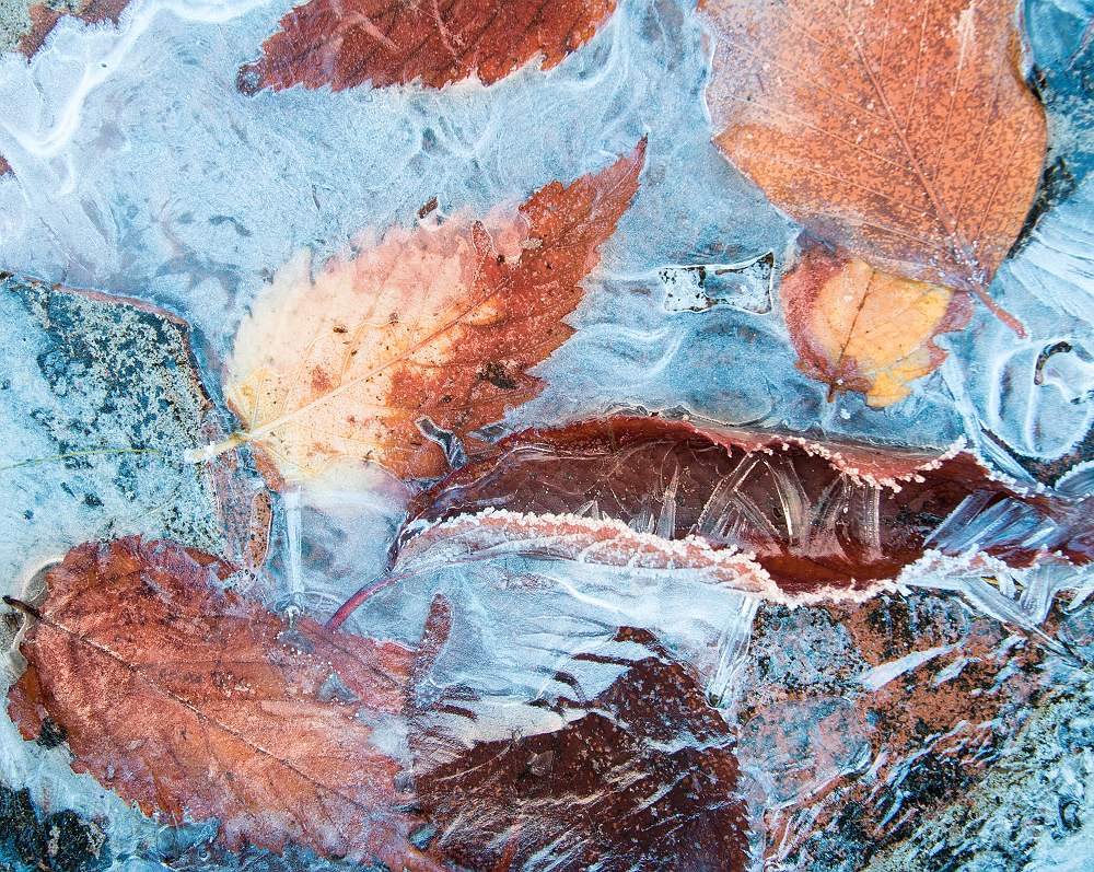 bladeren-gevangen-in-ijs