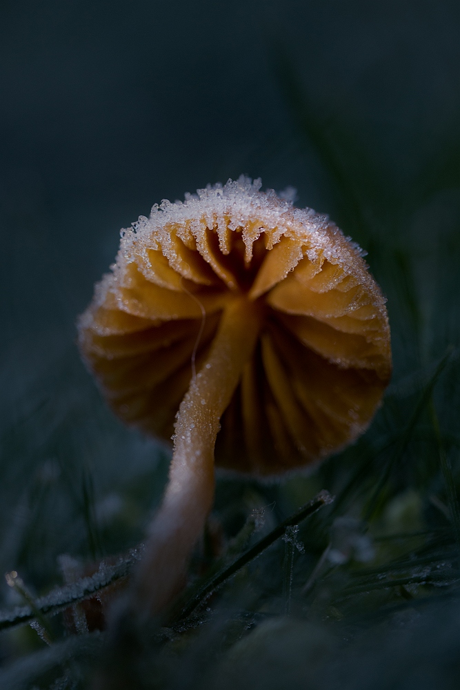licht-op-okergele-korrelhoed