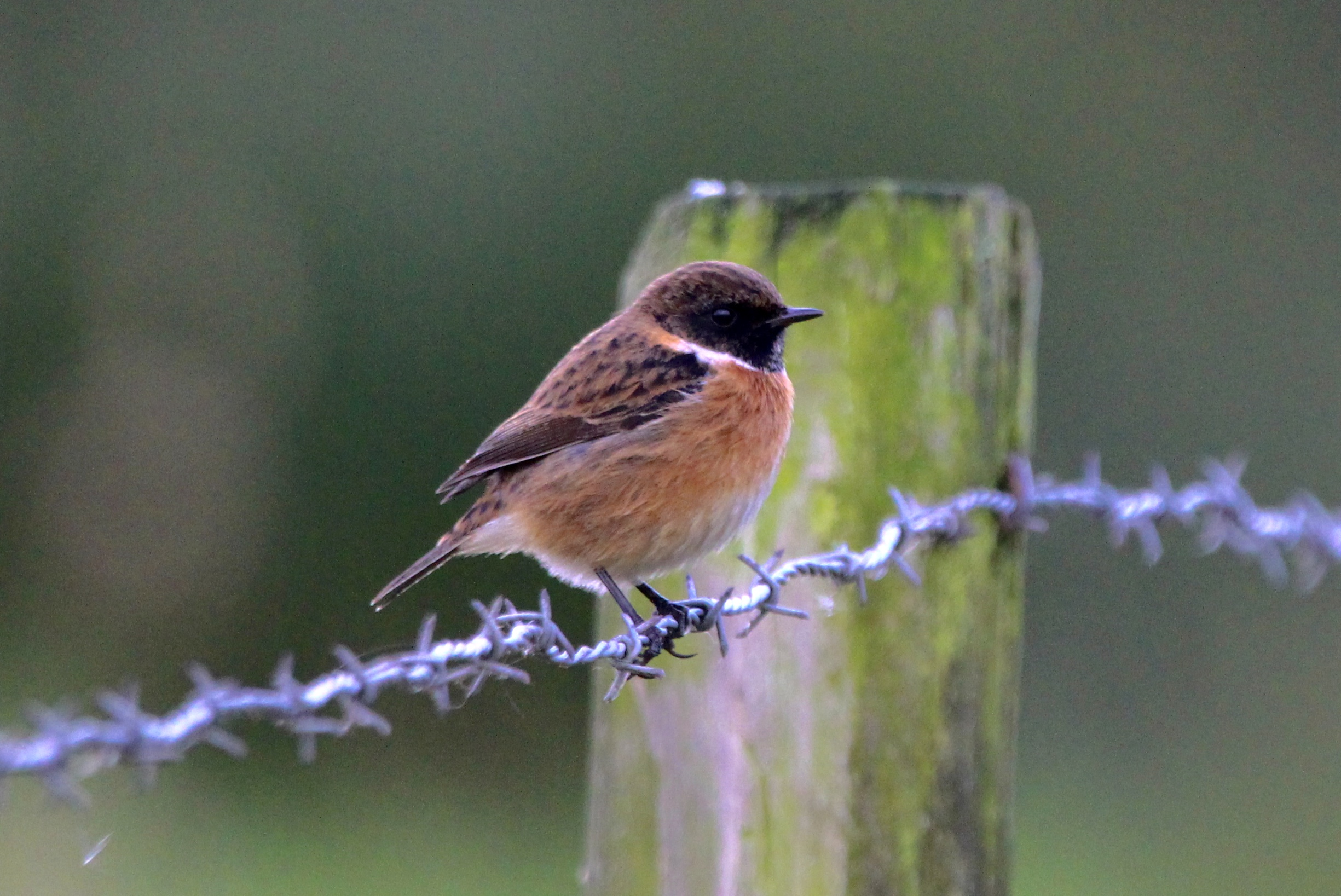 kleine-scherptediepte-23