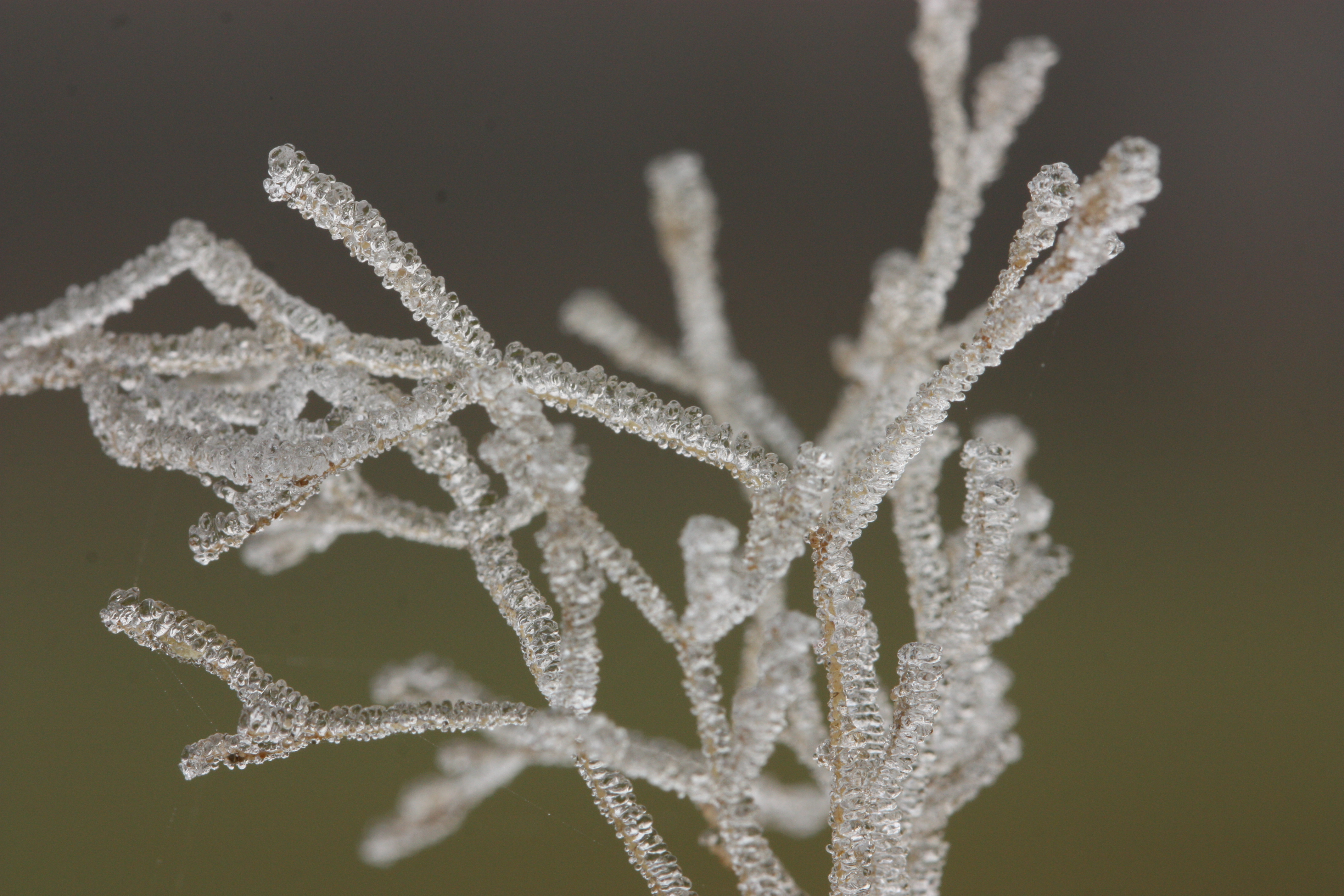 rijp-op-minscuul-plantje