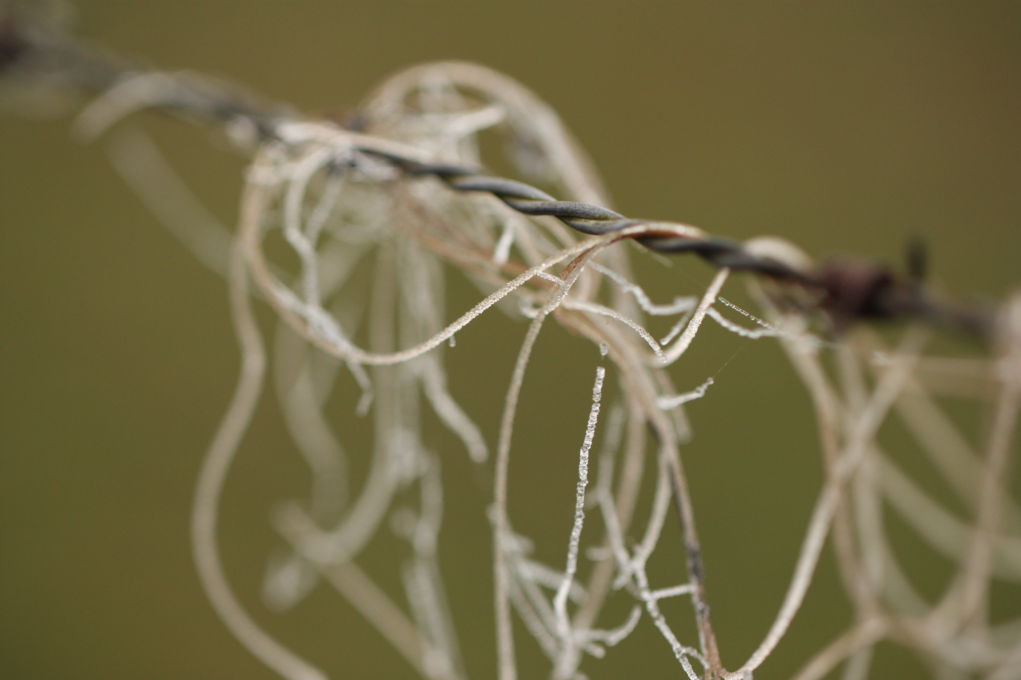 bevroren-haren-aan-het-prikkeldraad