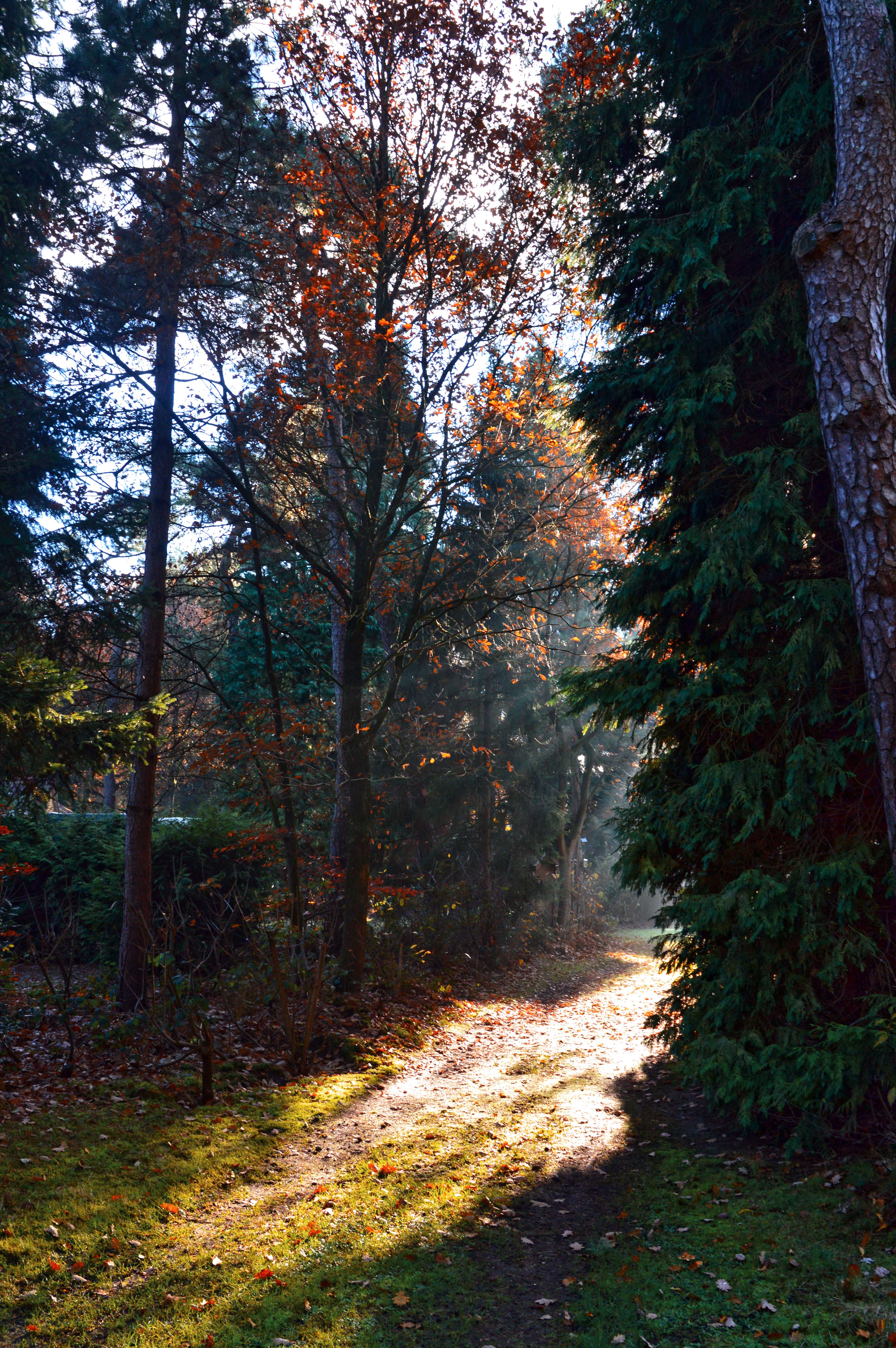 zonnenstralen-wijzen-de-weg
