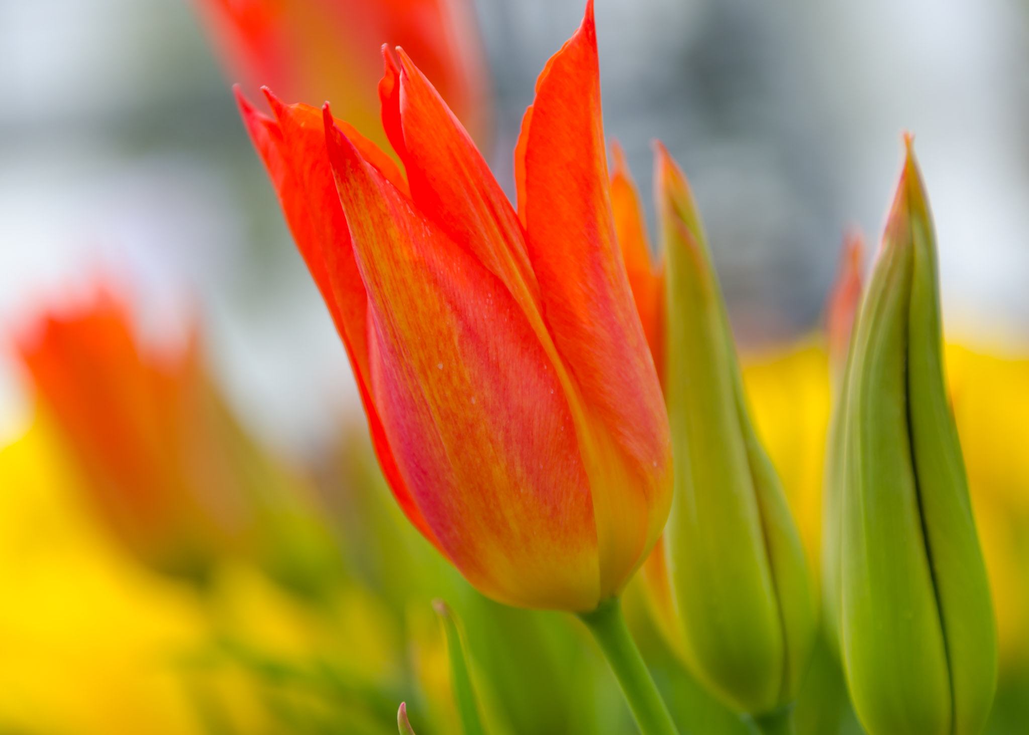 kleurrijk-tulpen-uit-de-polder