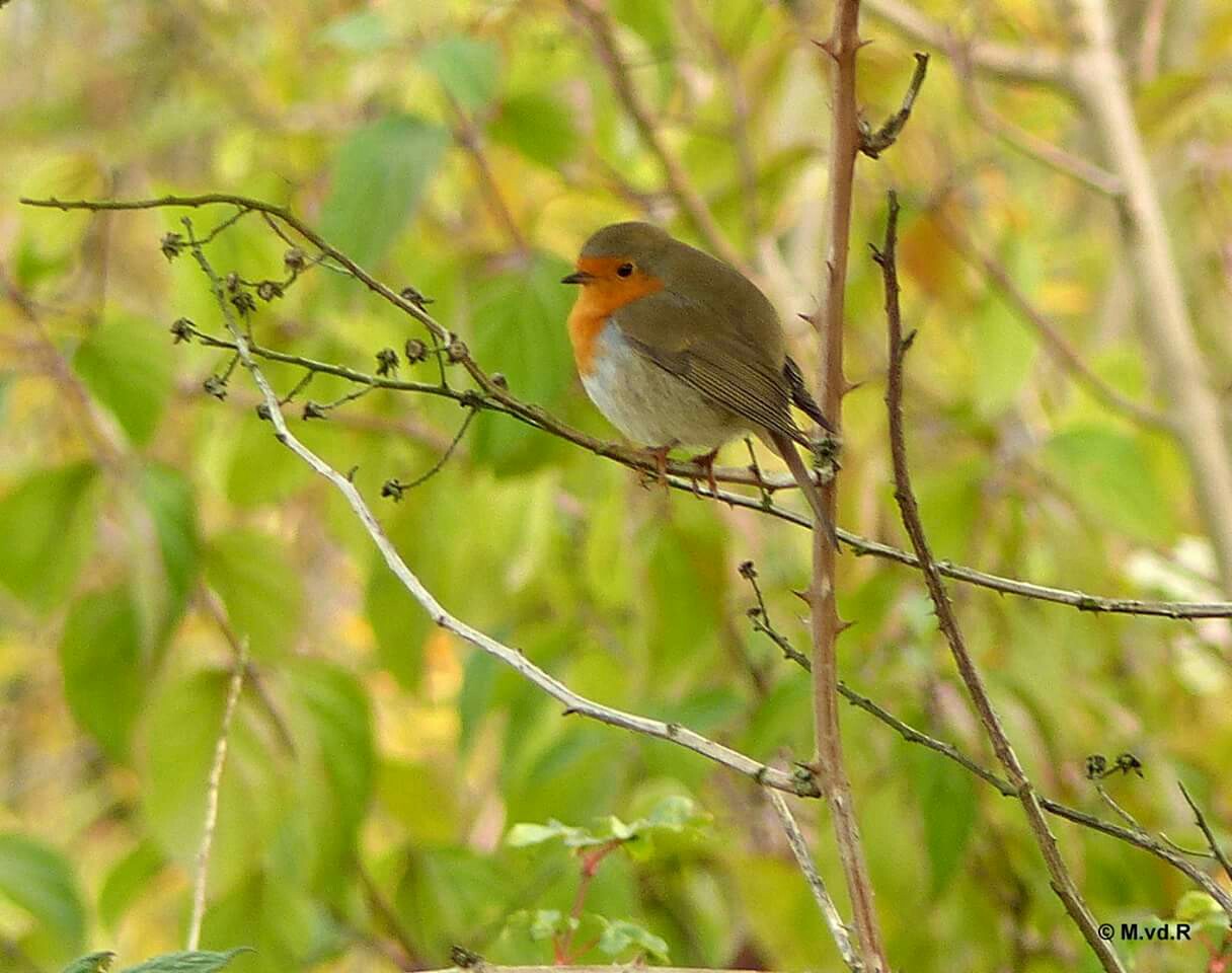 roodborstje-10