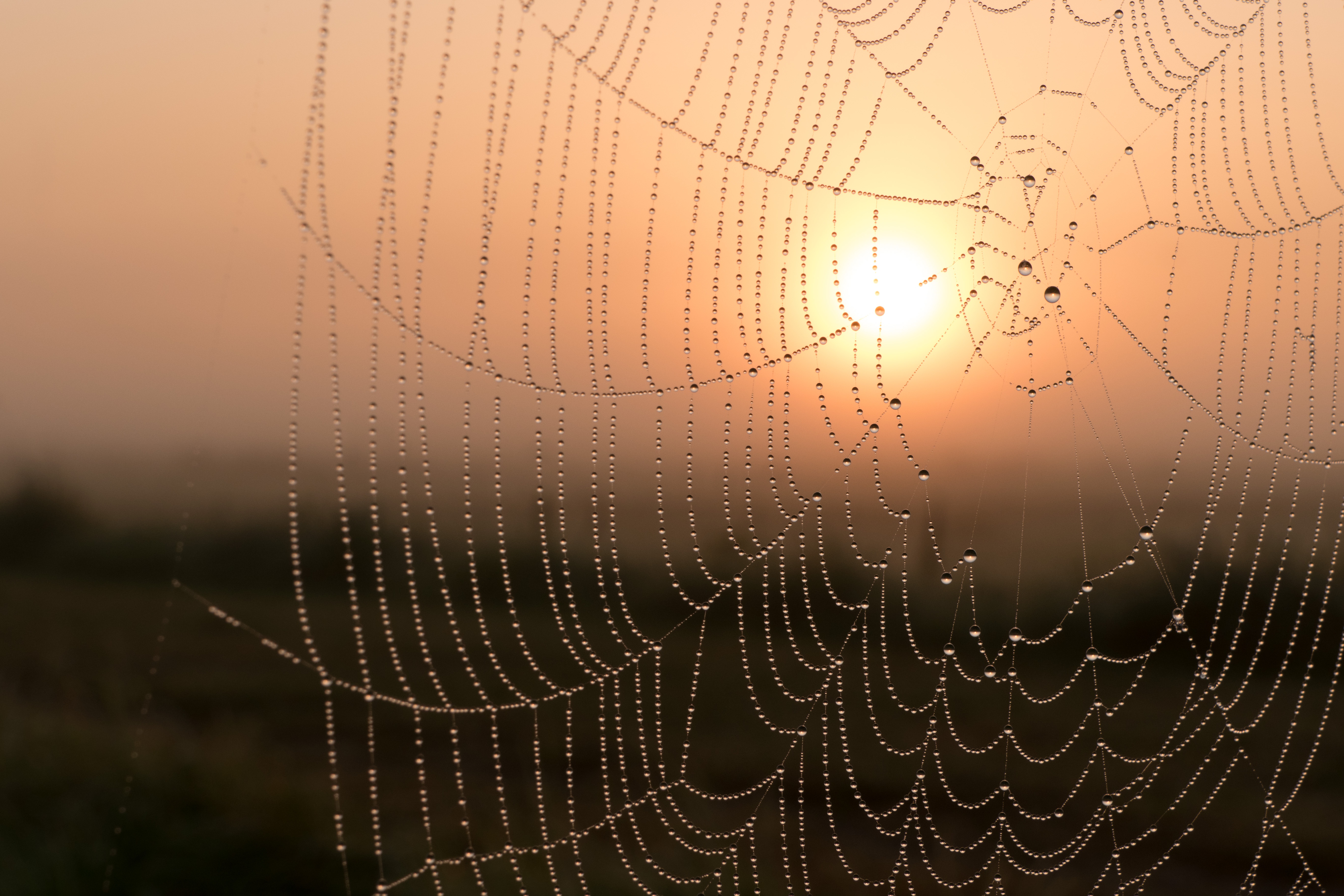 zonsopgang-op-het-web