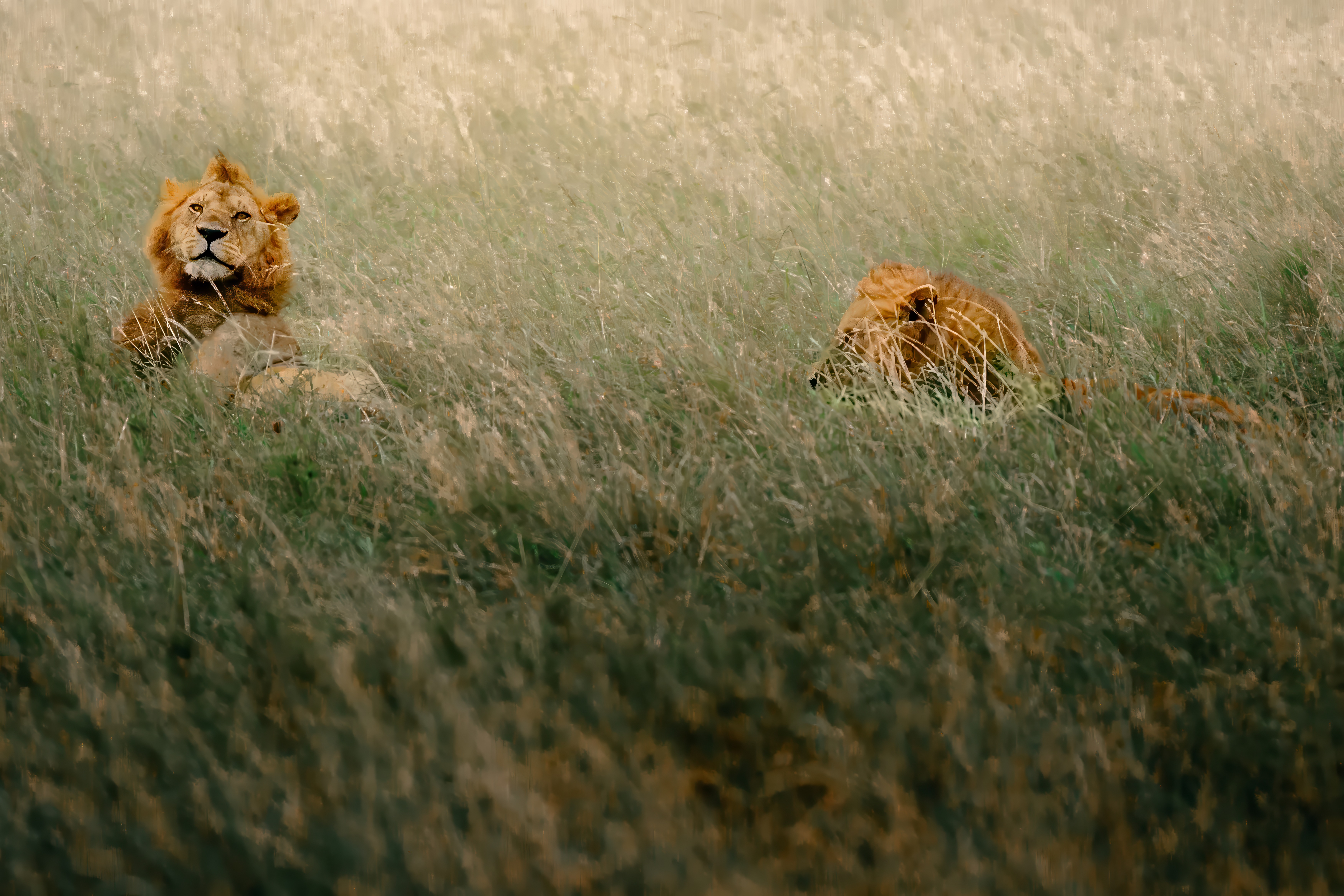spelende-mannetjesleeuwen-in-het-gras-serengeti-tanzania
