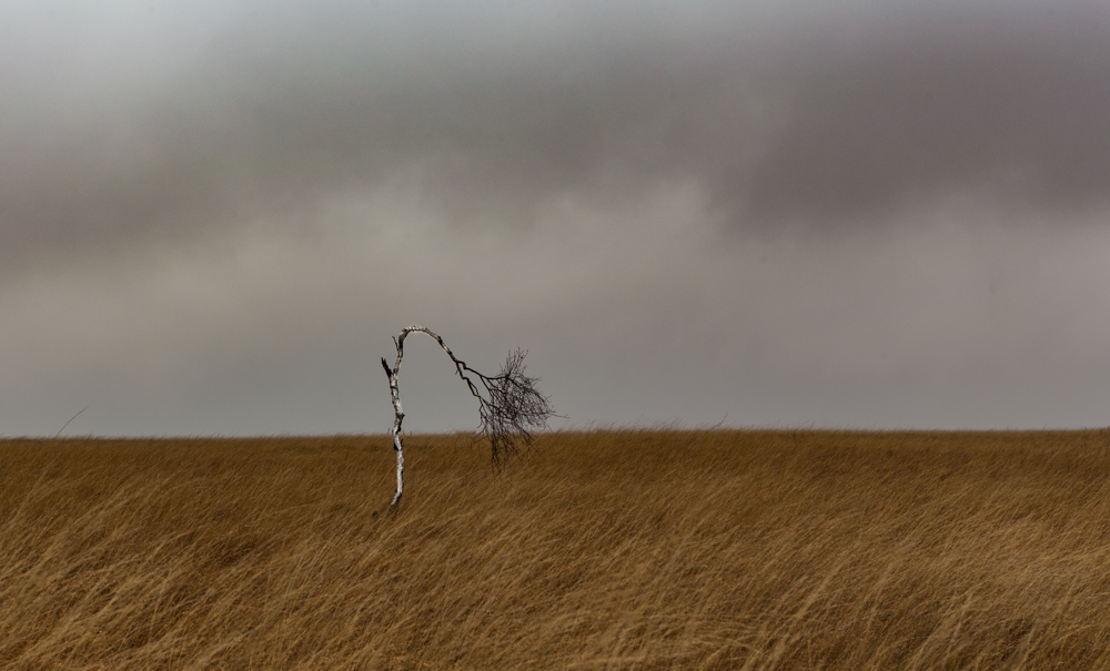 alleen-in-het-veen