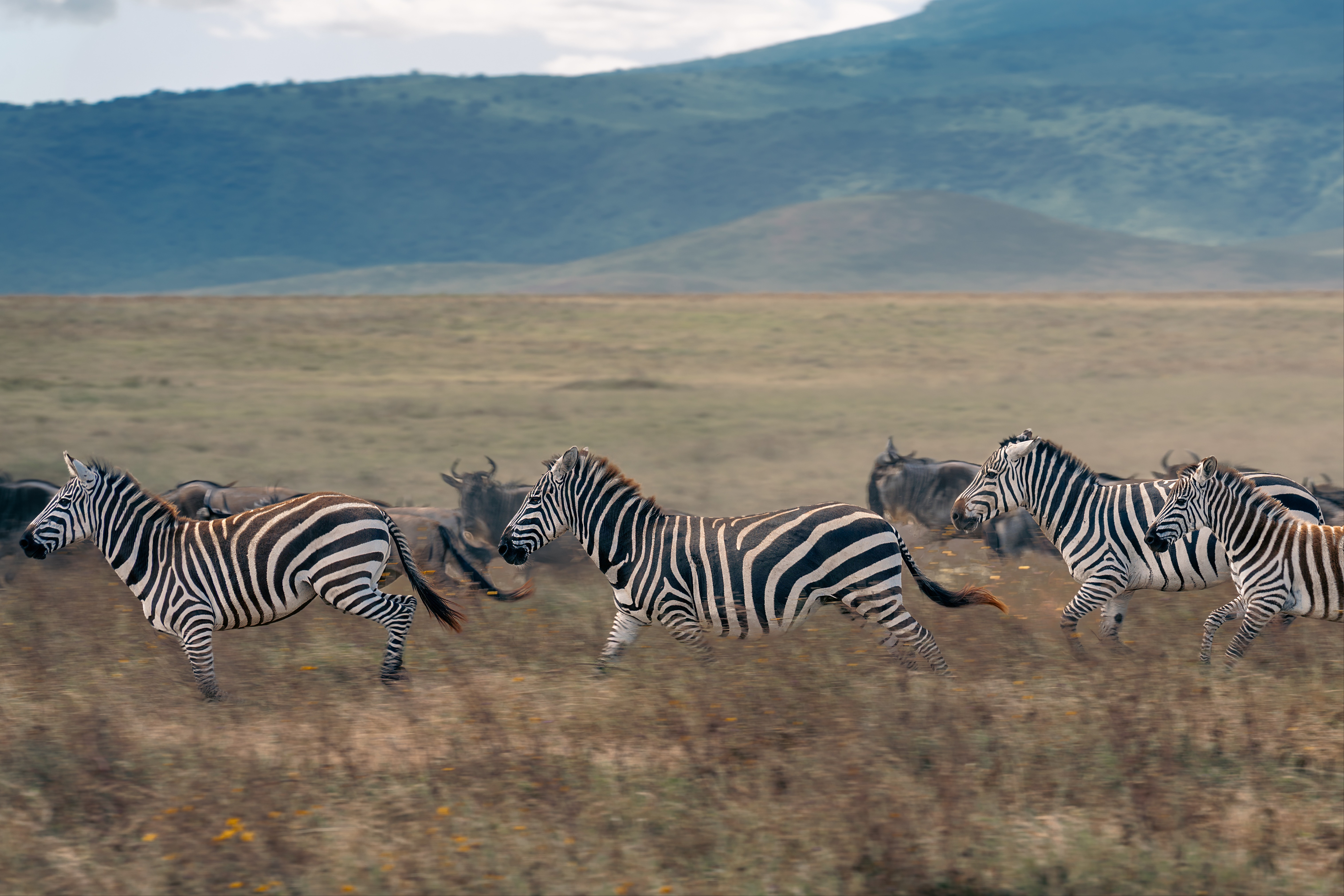 rennende-zebras-tussen-gnoes-ngorongoro-crater-tanzania