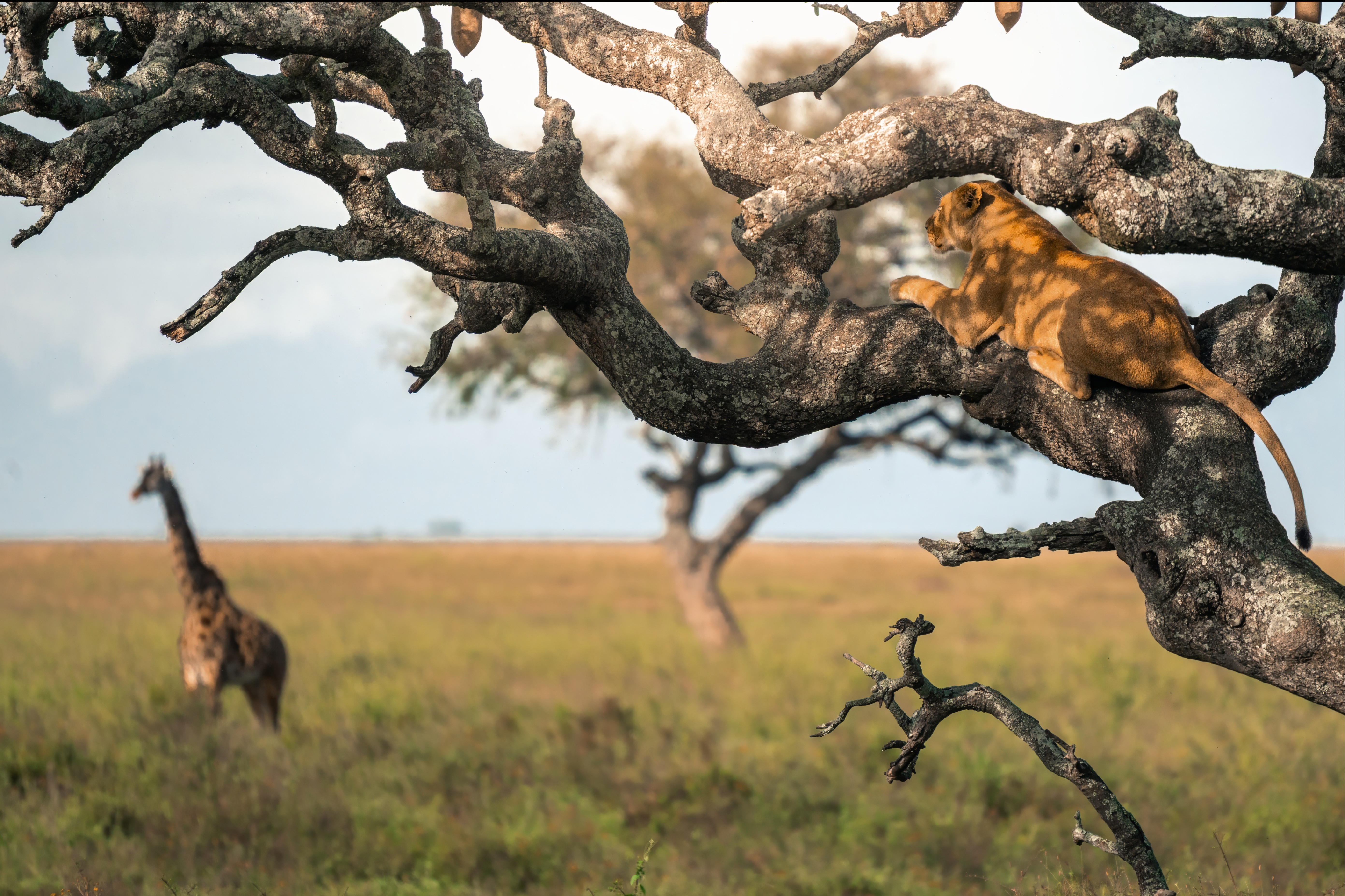 leeuwin-in-boom-met-giraffe-op-de-achtergrond-serengeti-tanzania