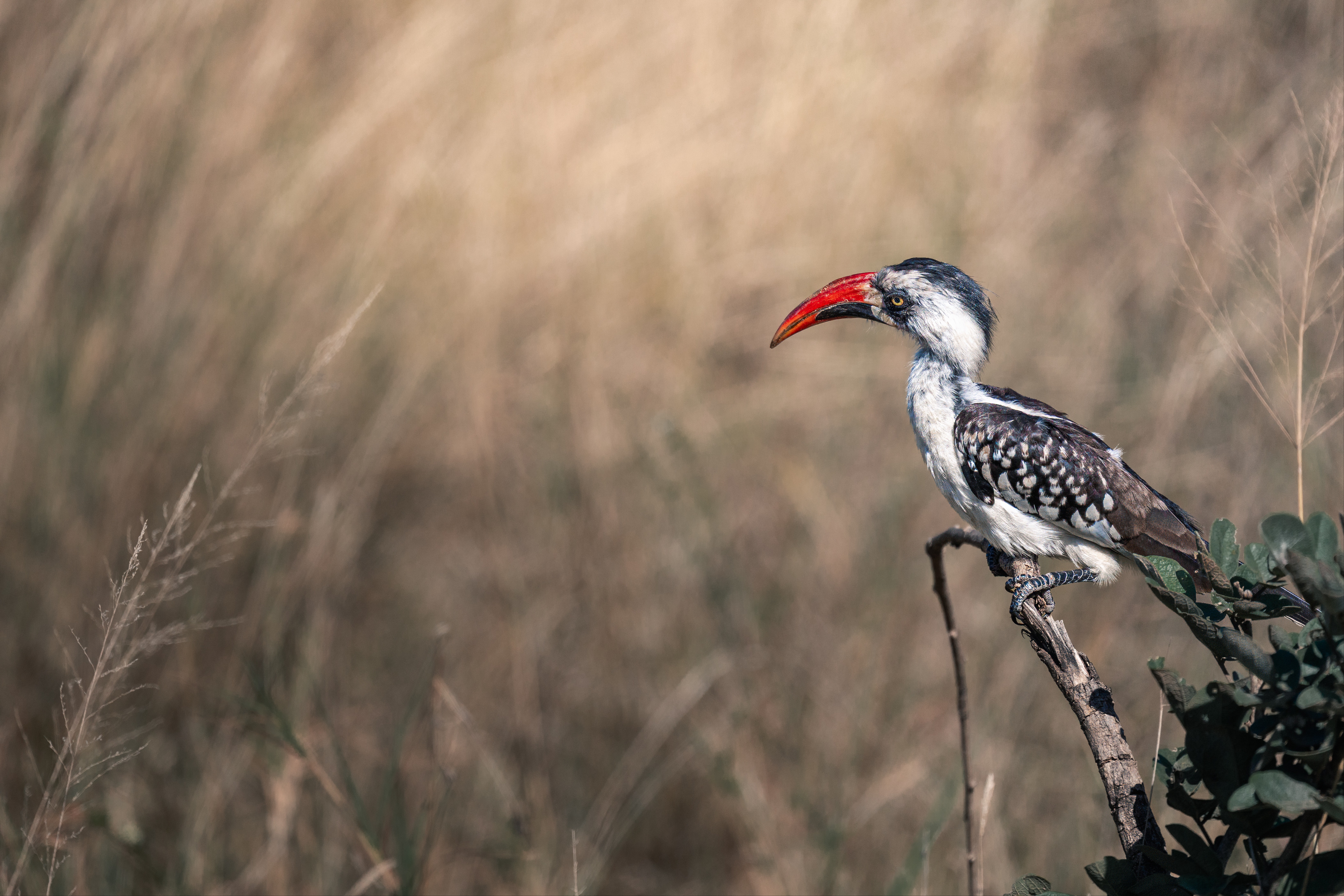 noordoostelijke-roodsnaveltok-op-uitkijk-serengeti-tanzania