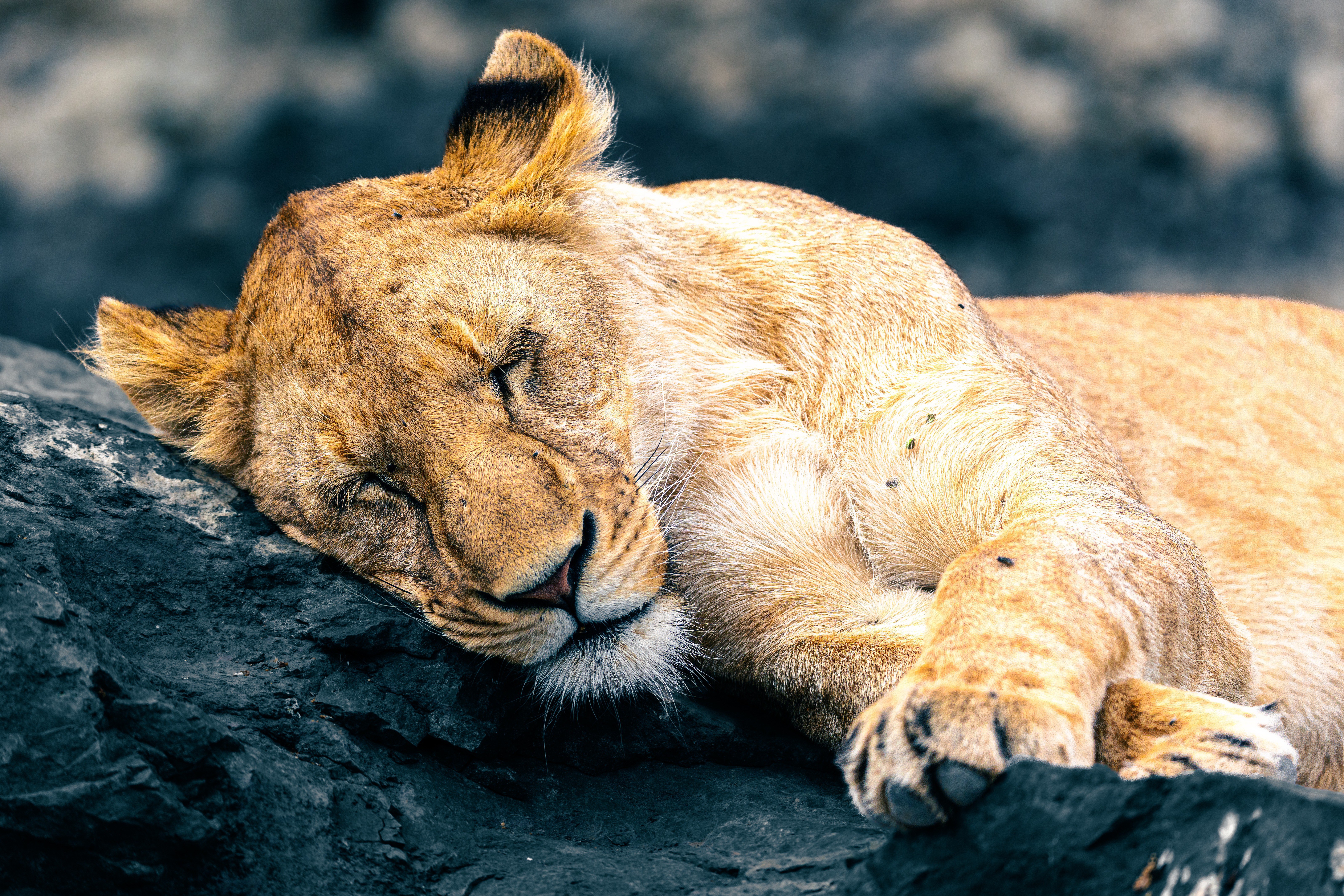 slapende-leeuwin-op-vulkanisch-gesteente-ngorongoro-krater