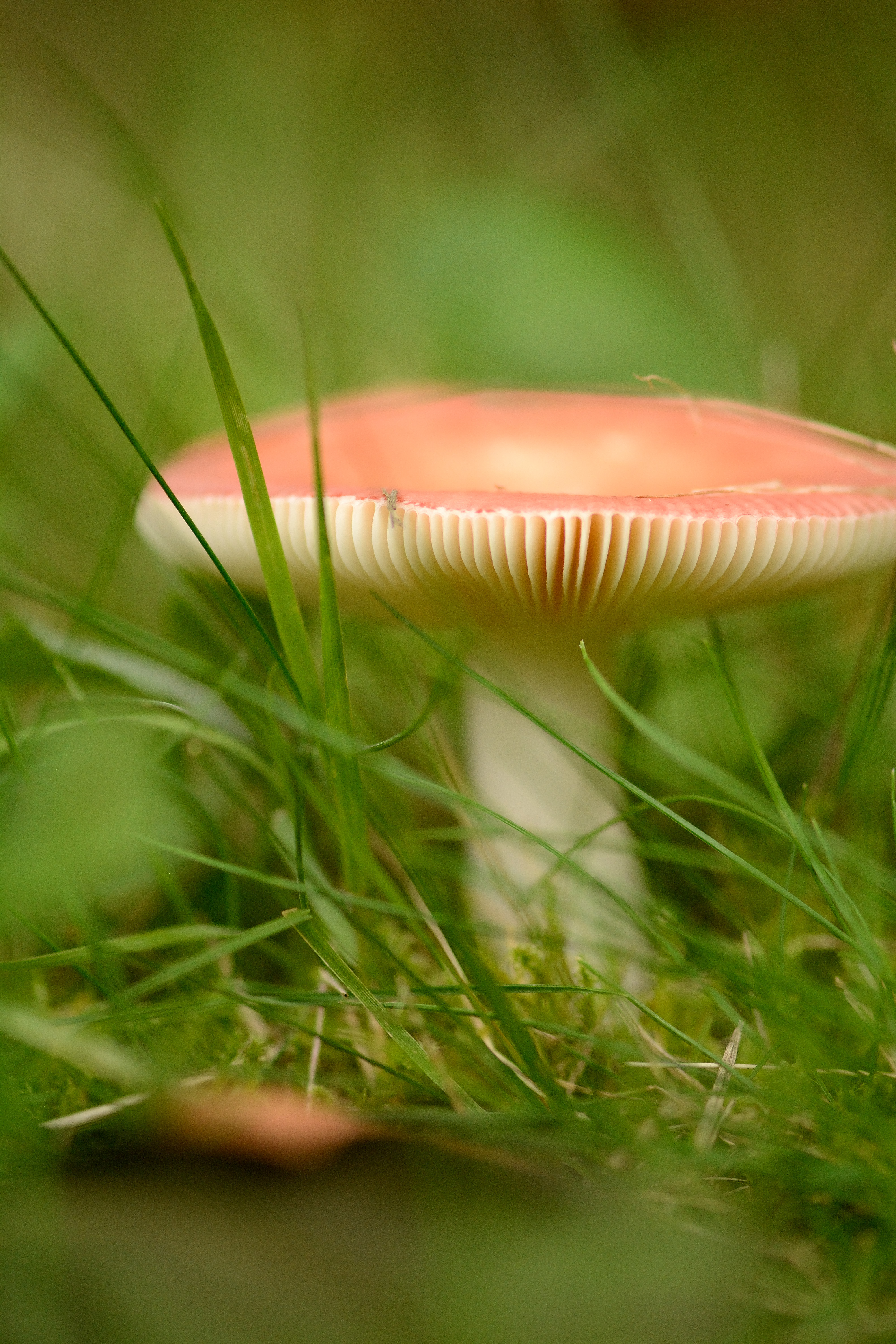 sprookjes-paddestoel