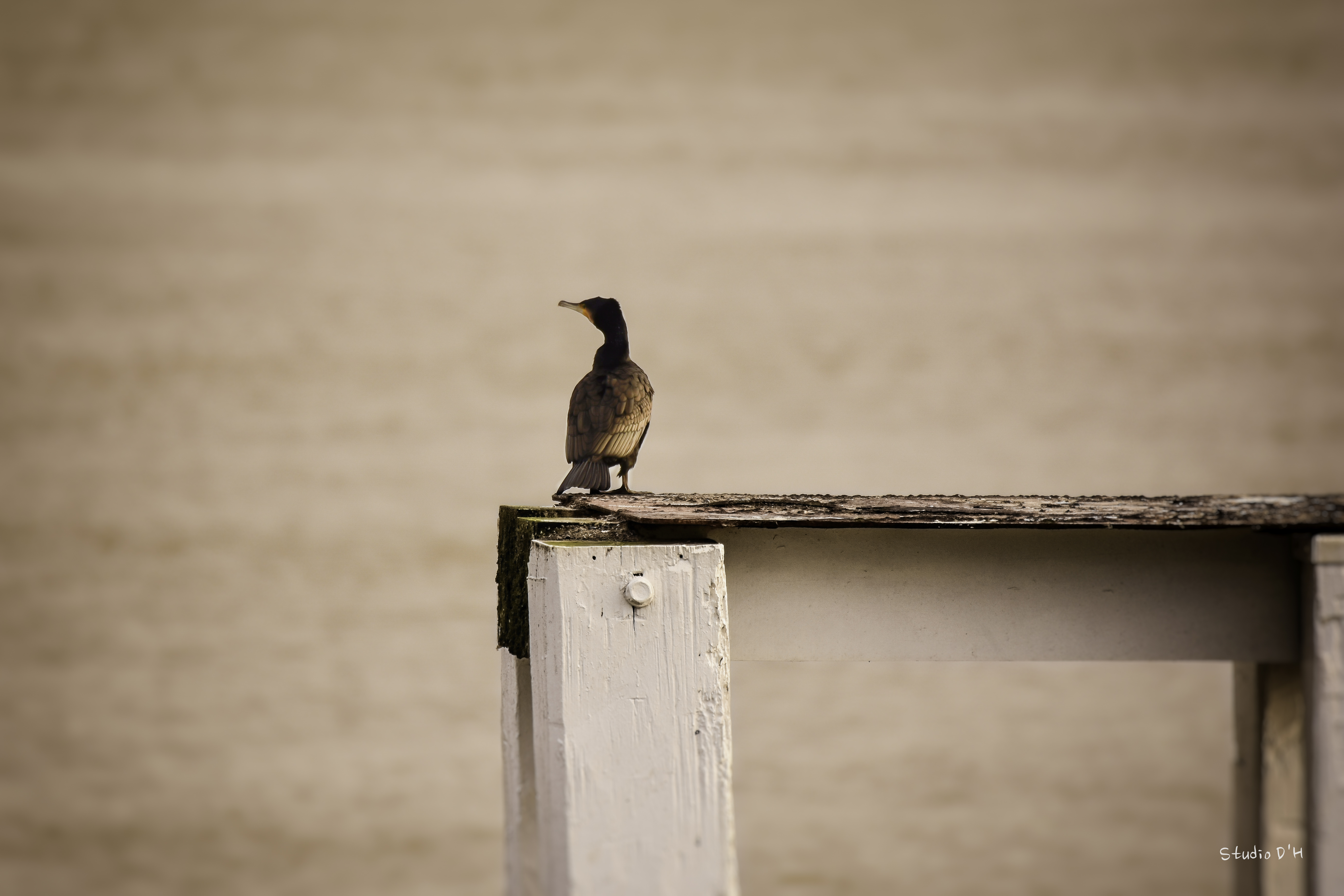 nieuwpoort-havengeul-1