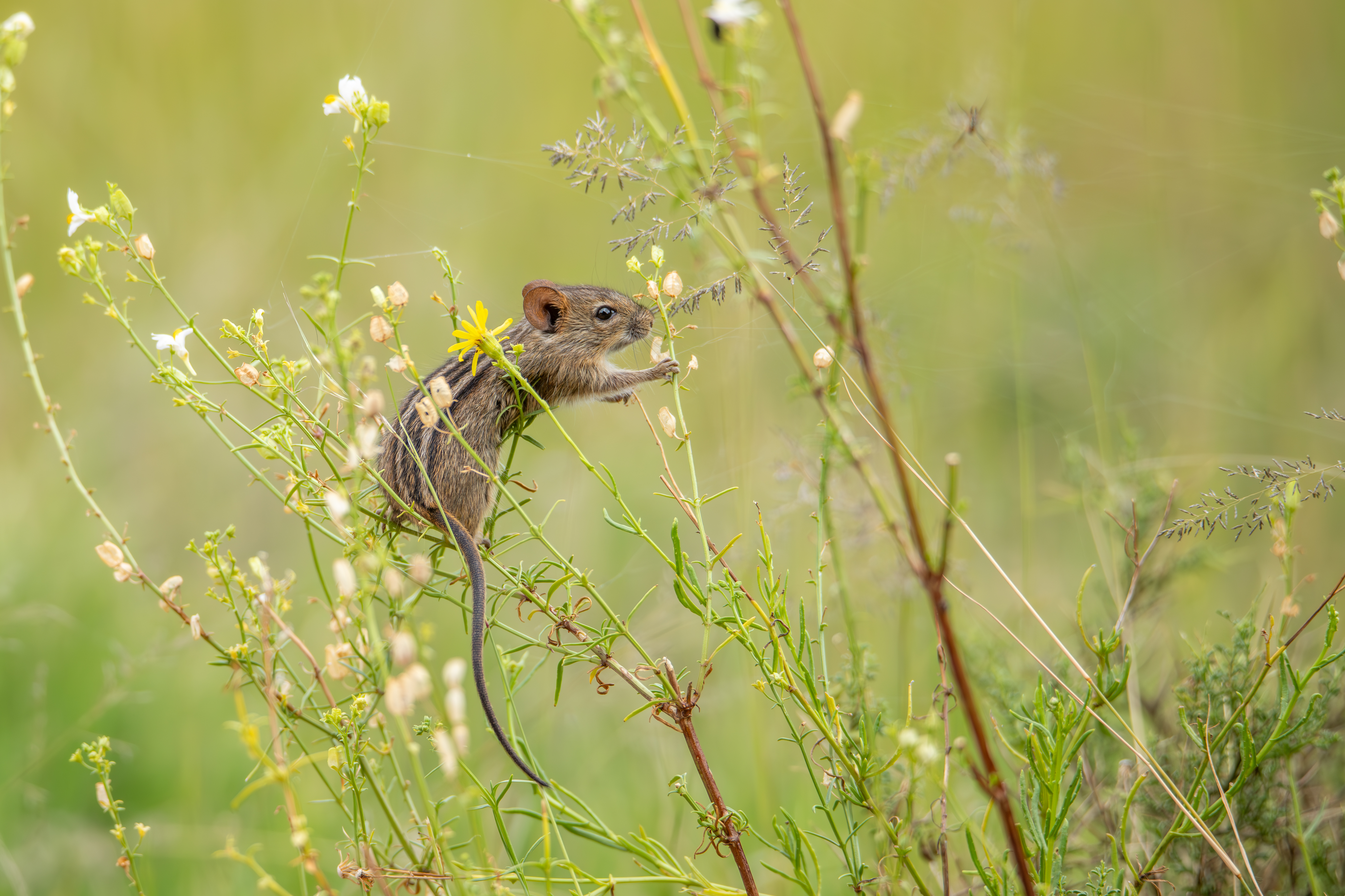 gestreepte-muis-in-actie