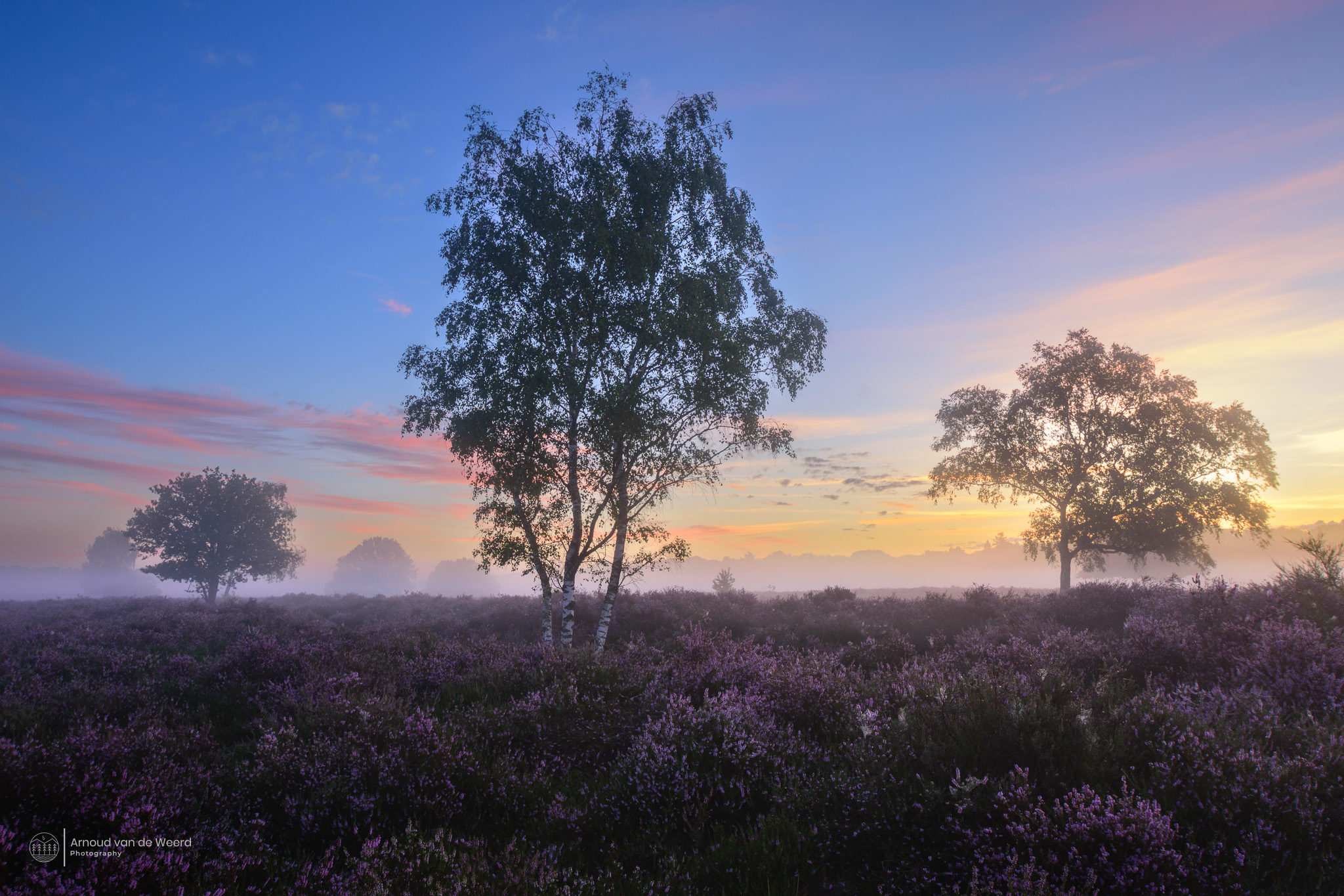 new-dawn