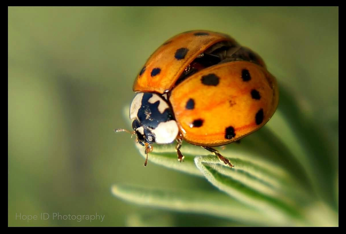 ladybug-in-the-sun