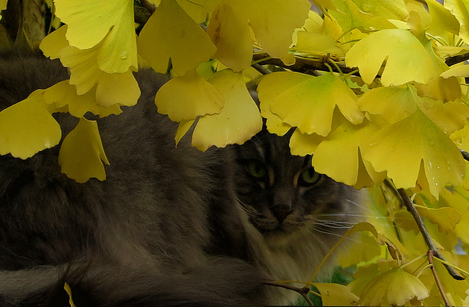 loerend-naar-het-roodborstje
