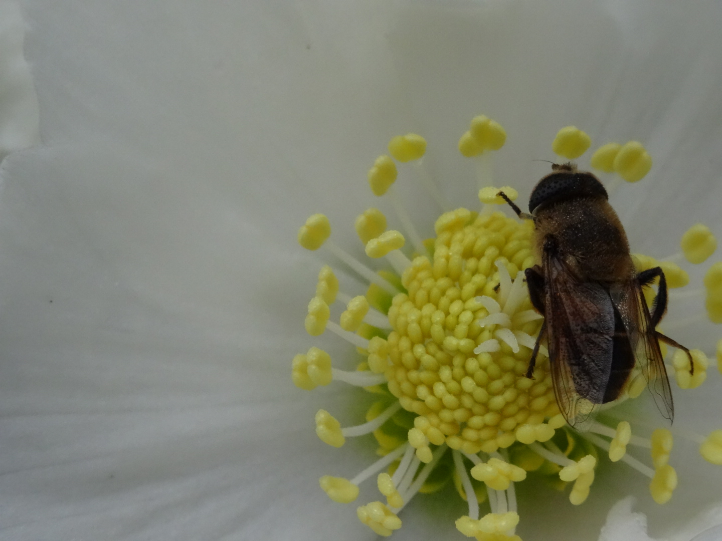 vlieg-op-een-helleborus
