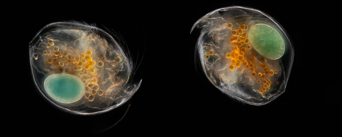 planktonium-levend-microscopisch-plankton
