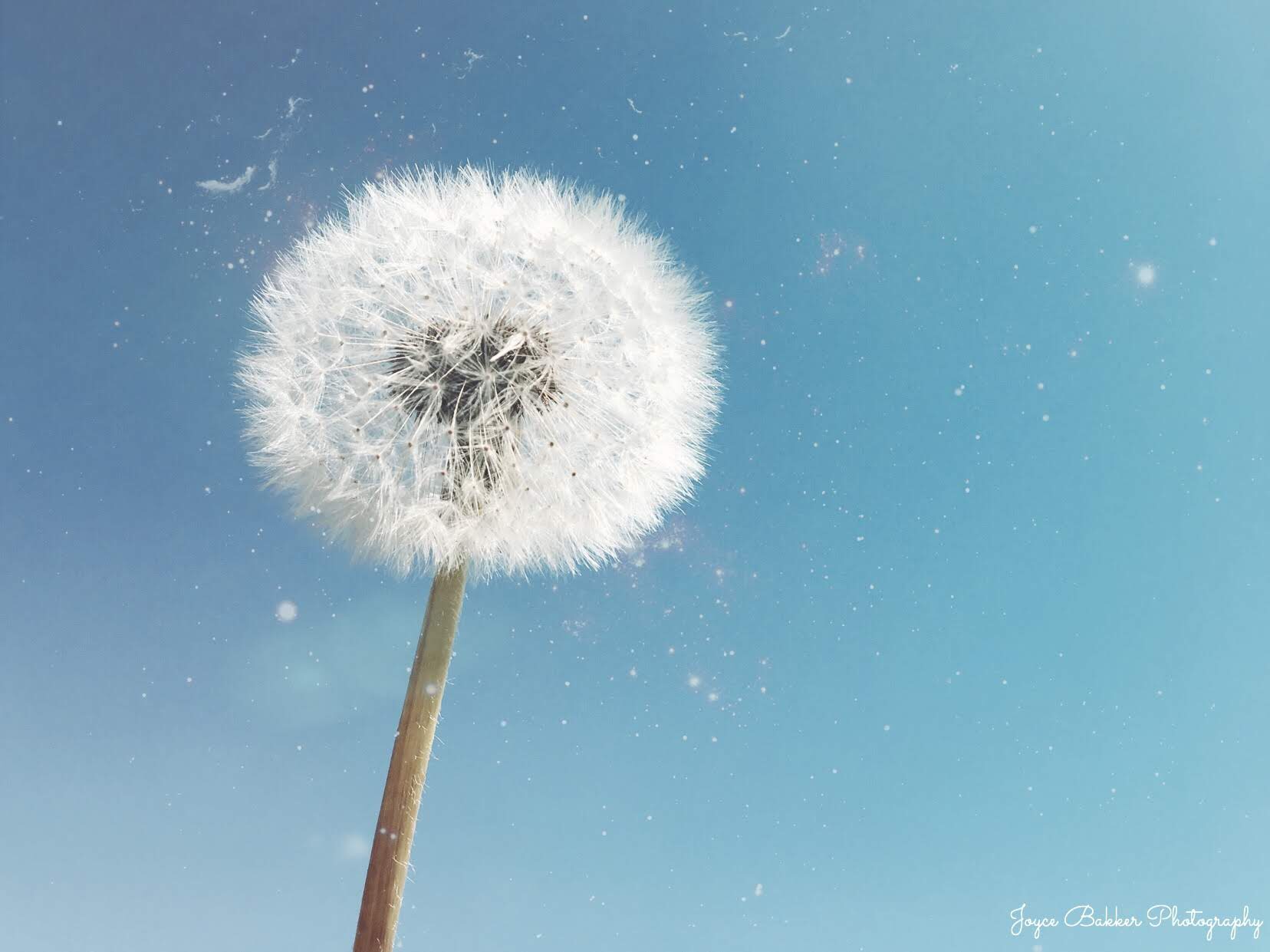 the-only-difference-between-a-flower-and-a-weed-is-judgement