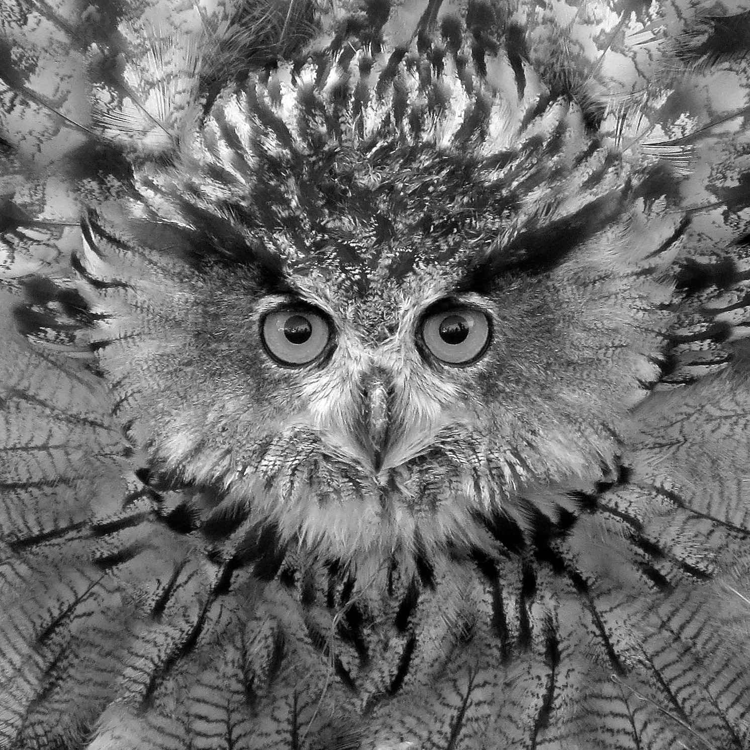 ik-houd-je-in-de-gaten