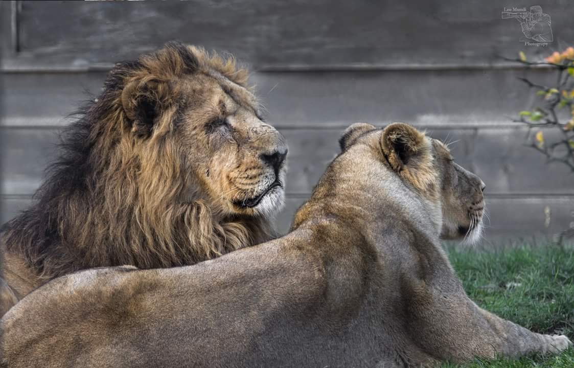 leeuwen-stel-in-ouwehand-dierenpark