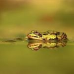 eekhoortje-bij-zonsopgang