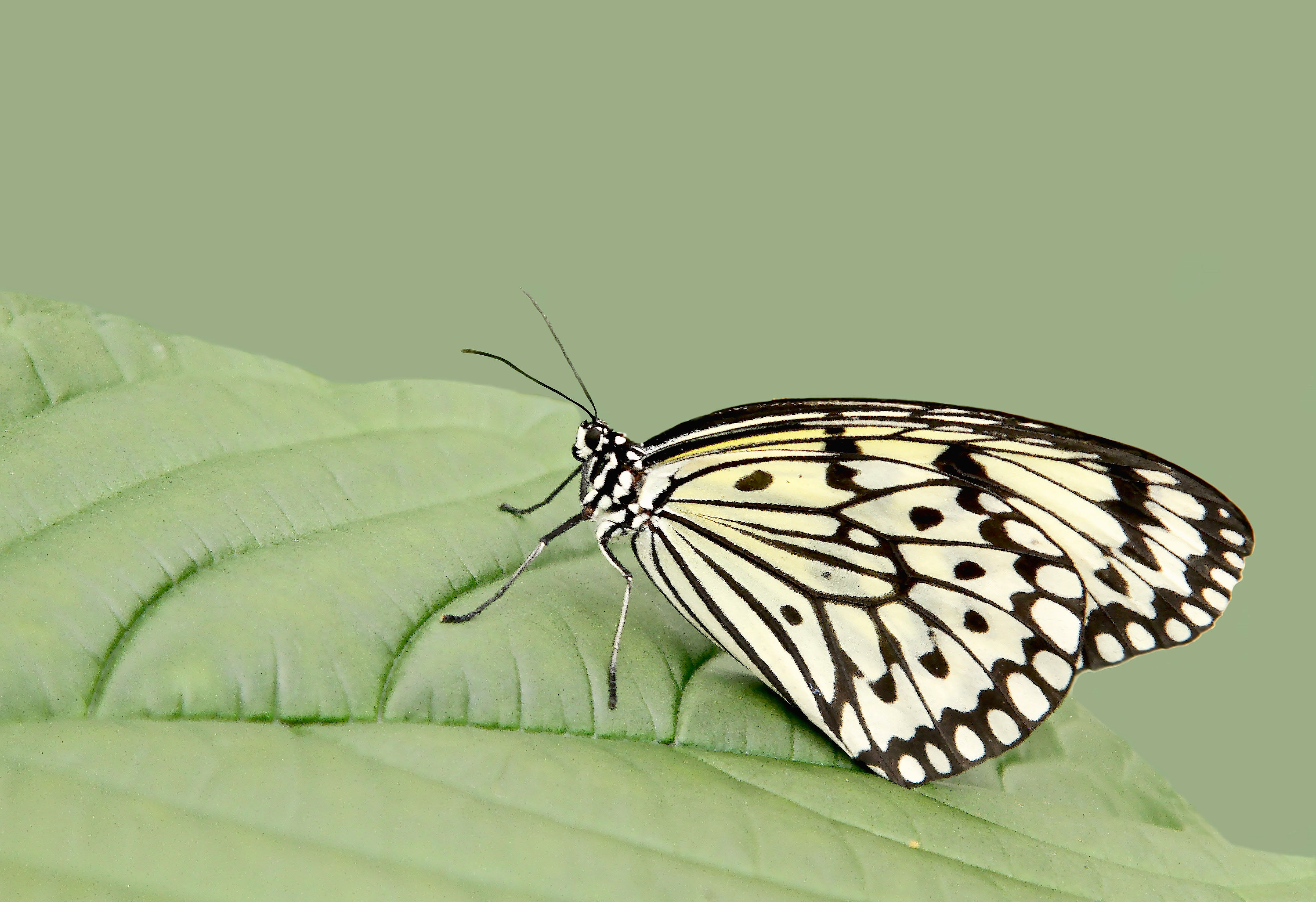 vlindertuin-gran-canaria