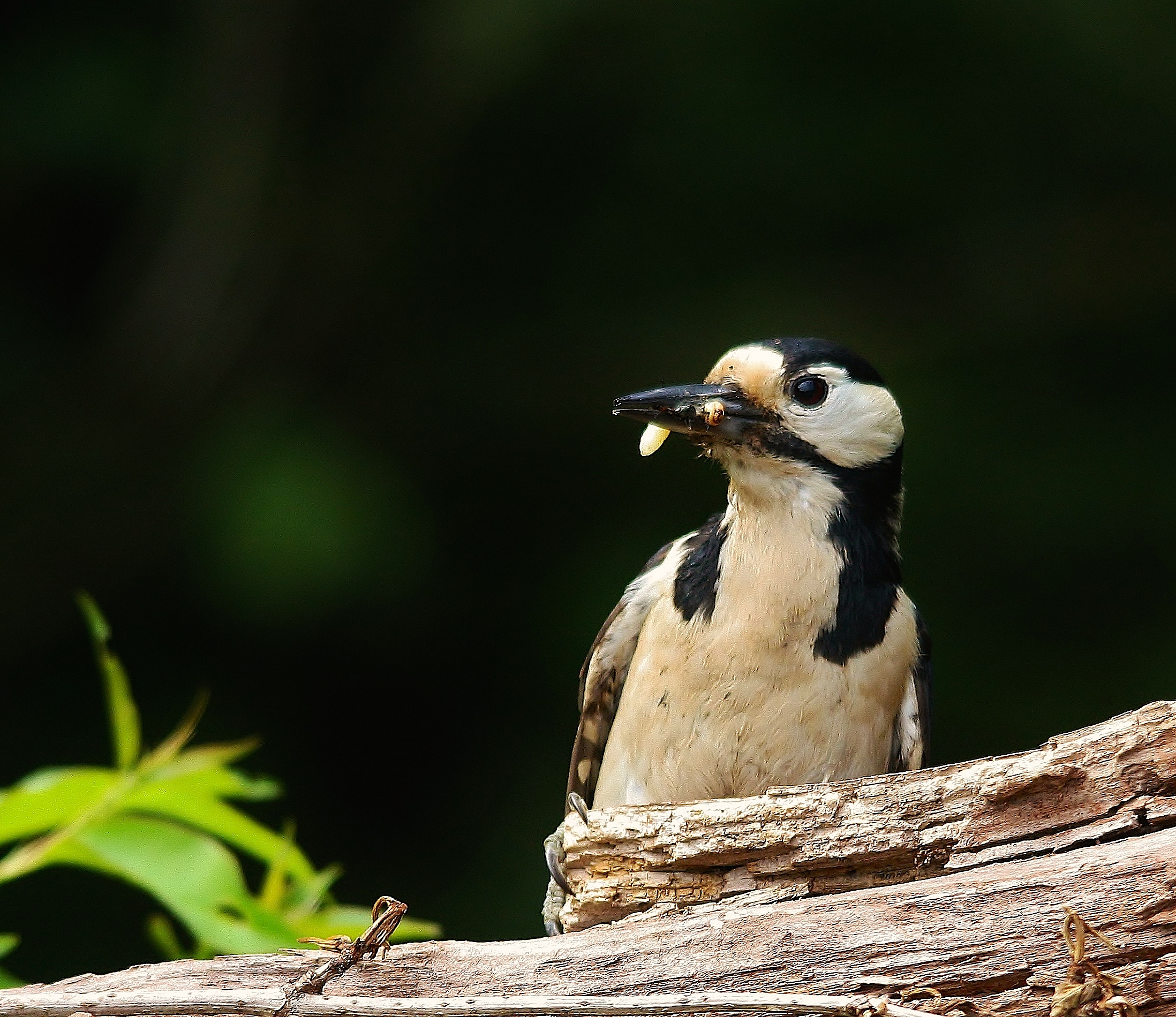 grote-bonte-specht-0