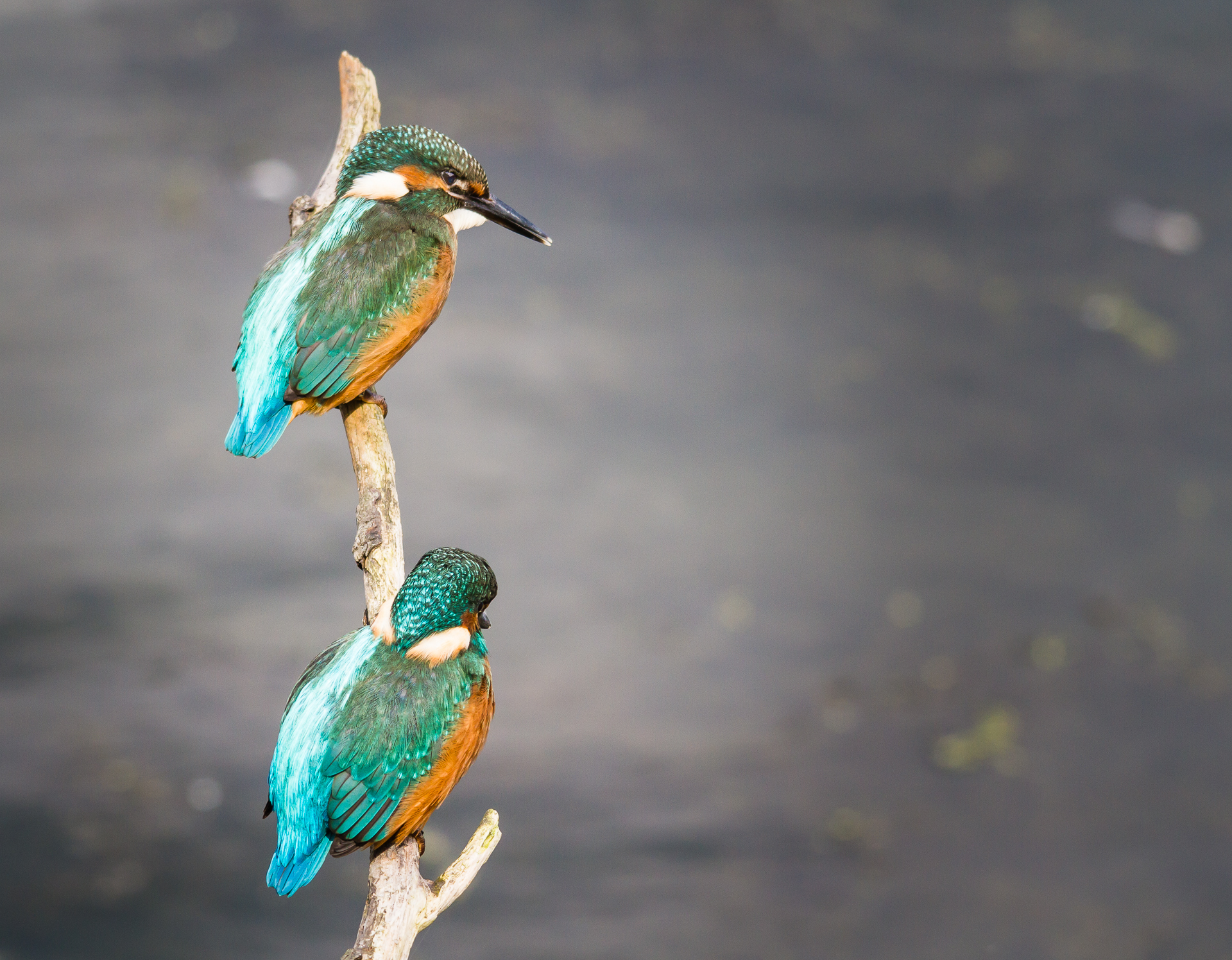 samen-op-een-takje-0