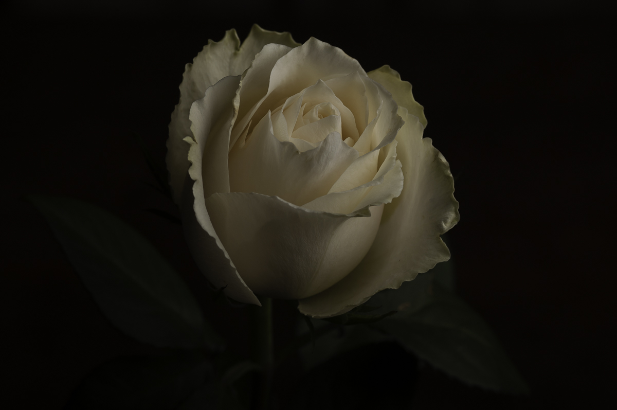 white-rose