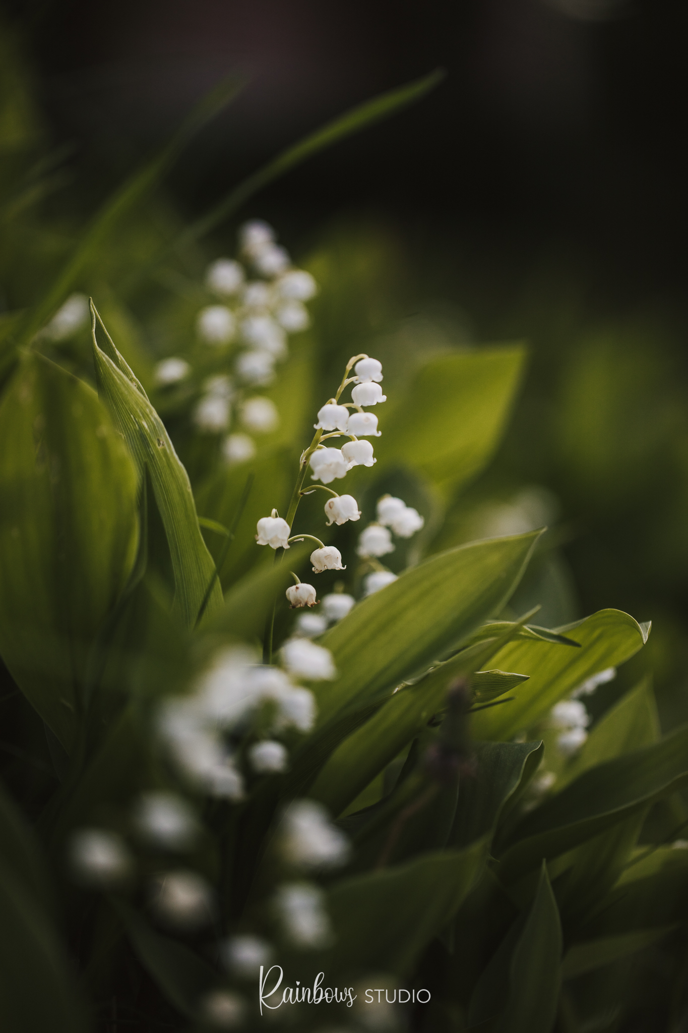 lily-of-the-valley