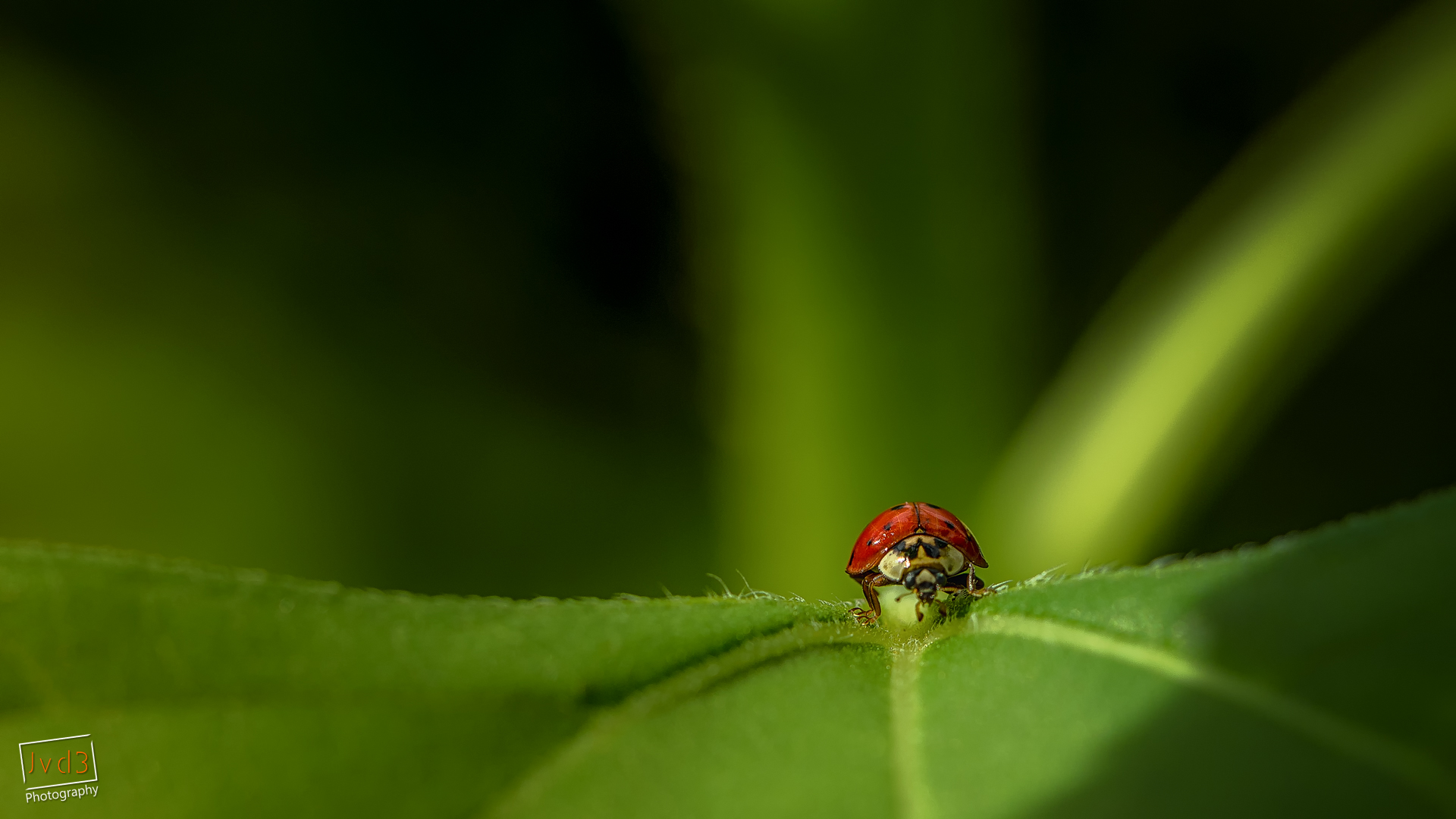 ladybug