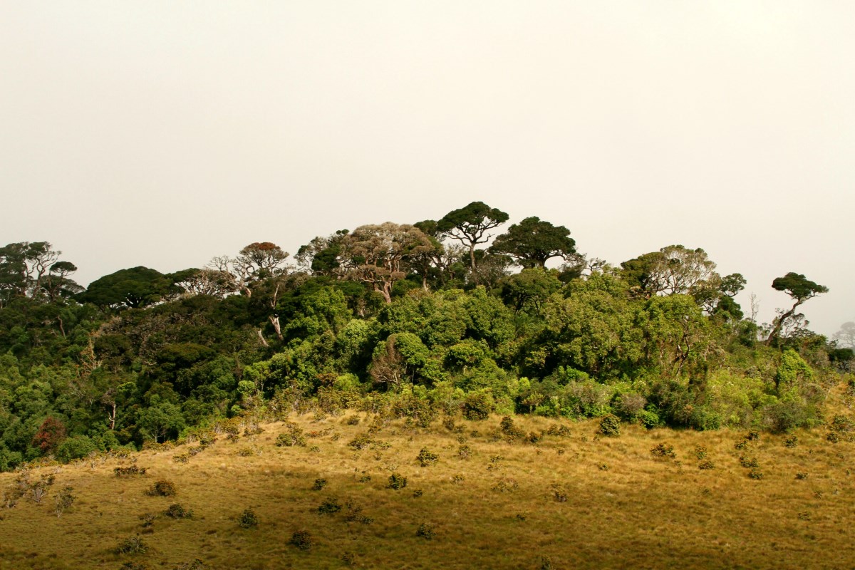 oerwoud-sri-lankla-verlicht-in-de-ochtend-zon