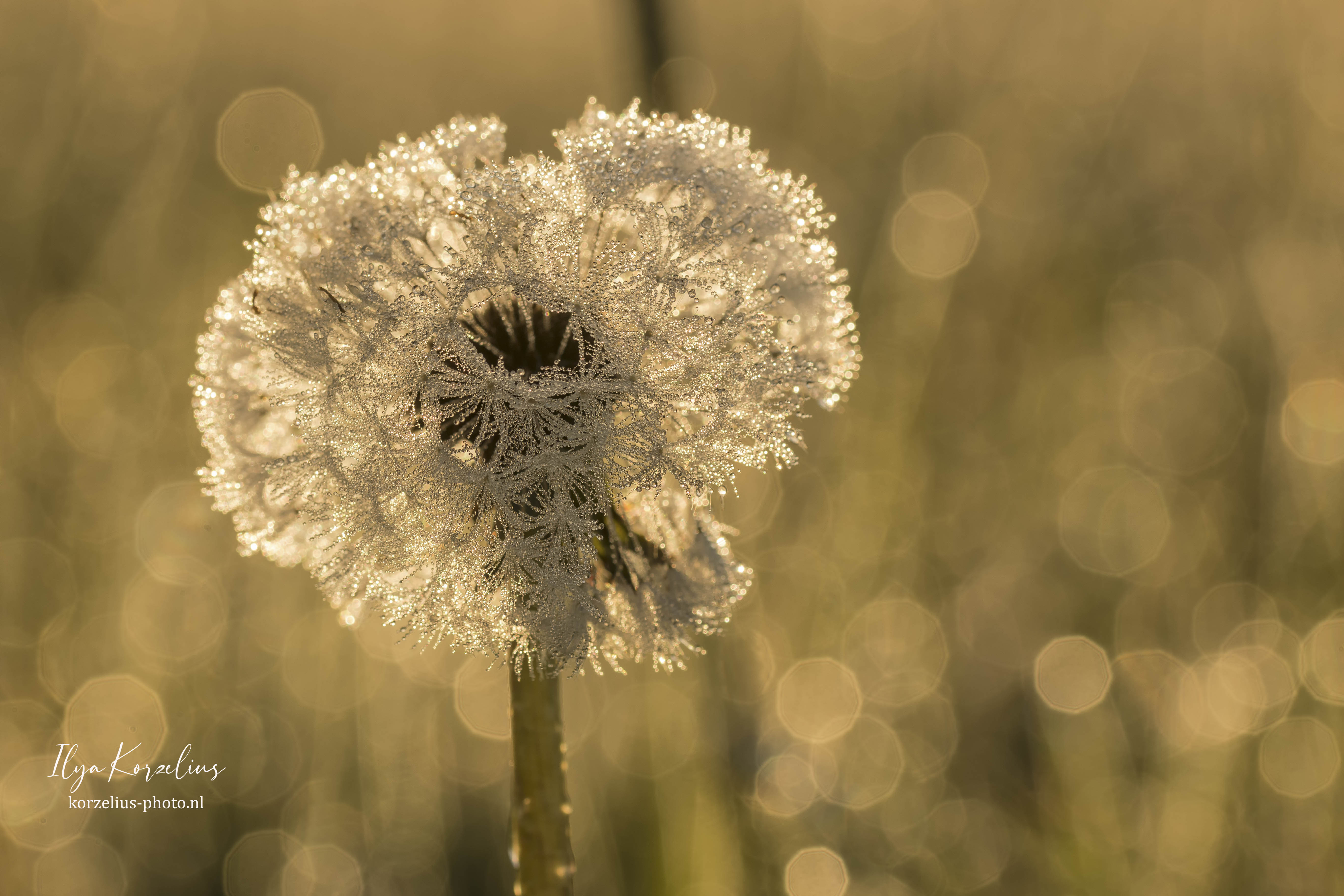 golden-dandelion