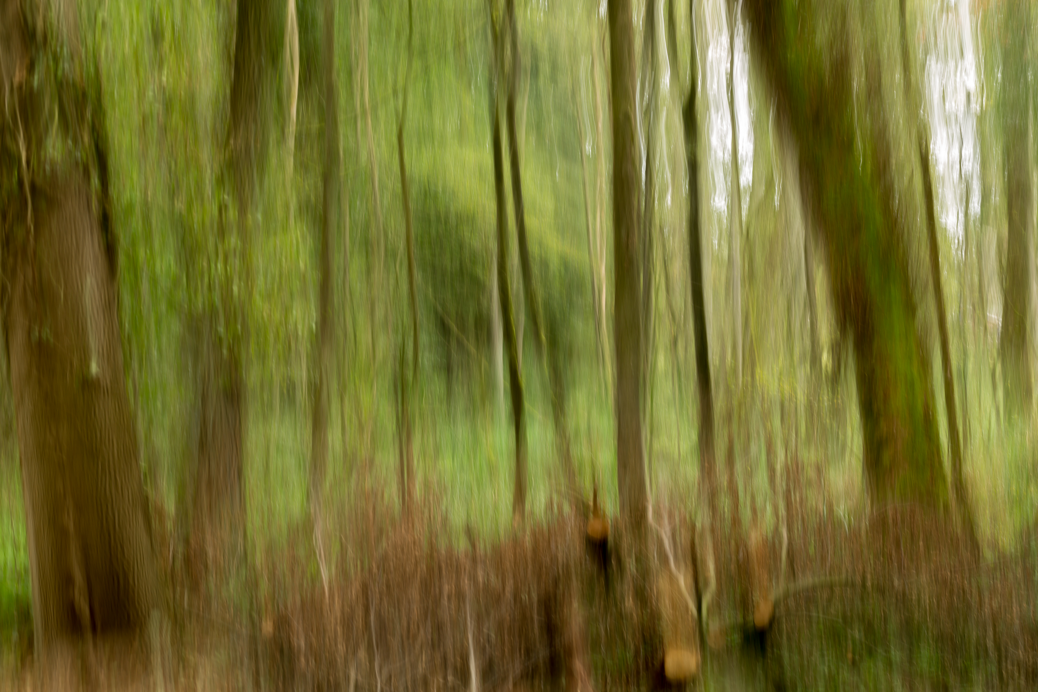 trees-in-motion
