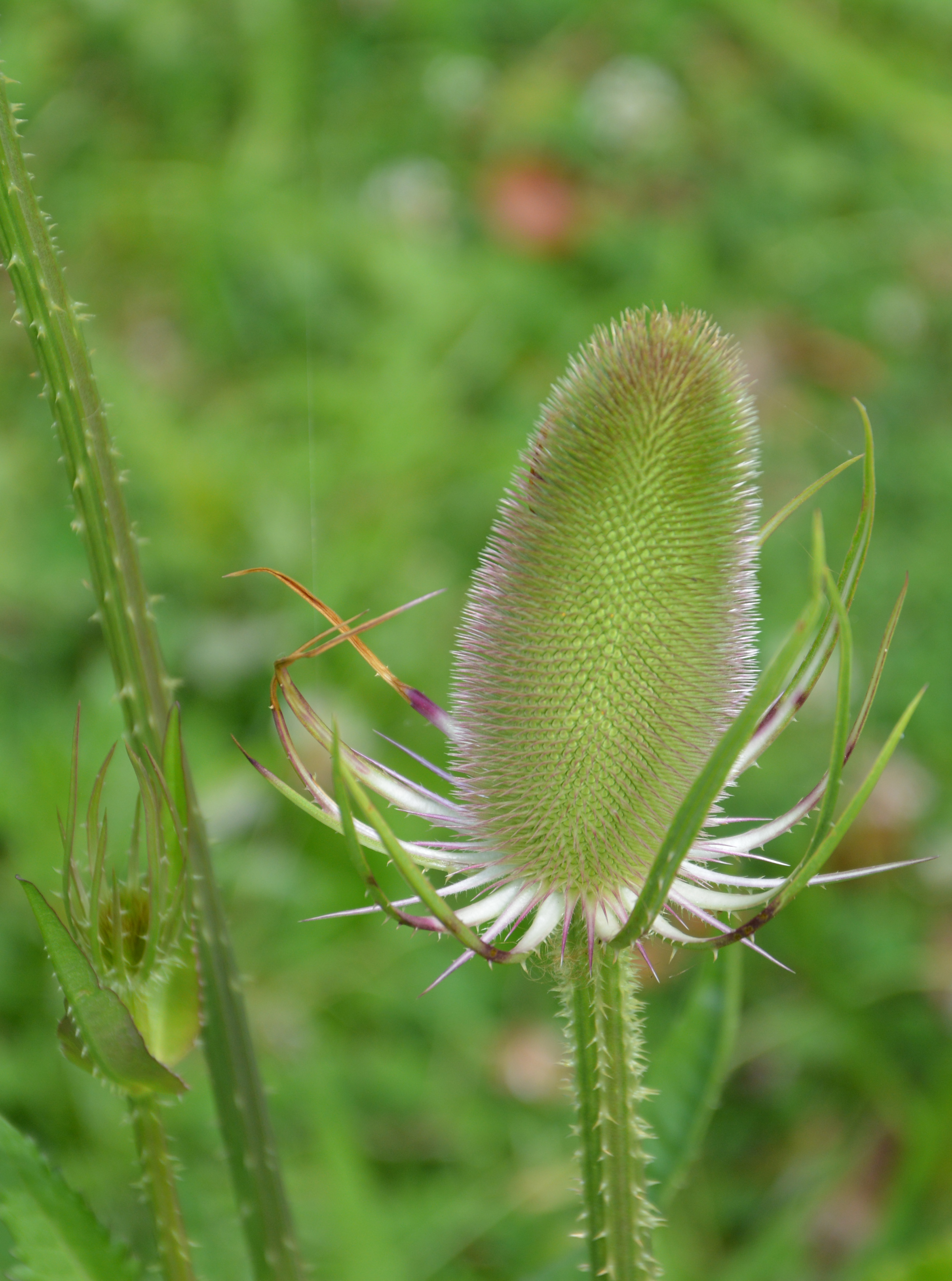 distel-6