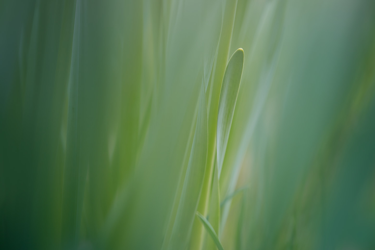 leaves-macro