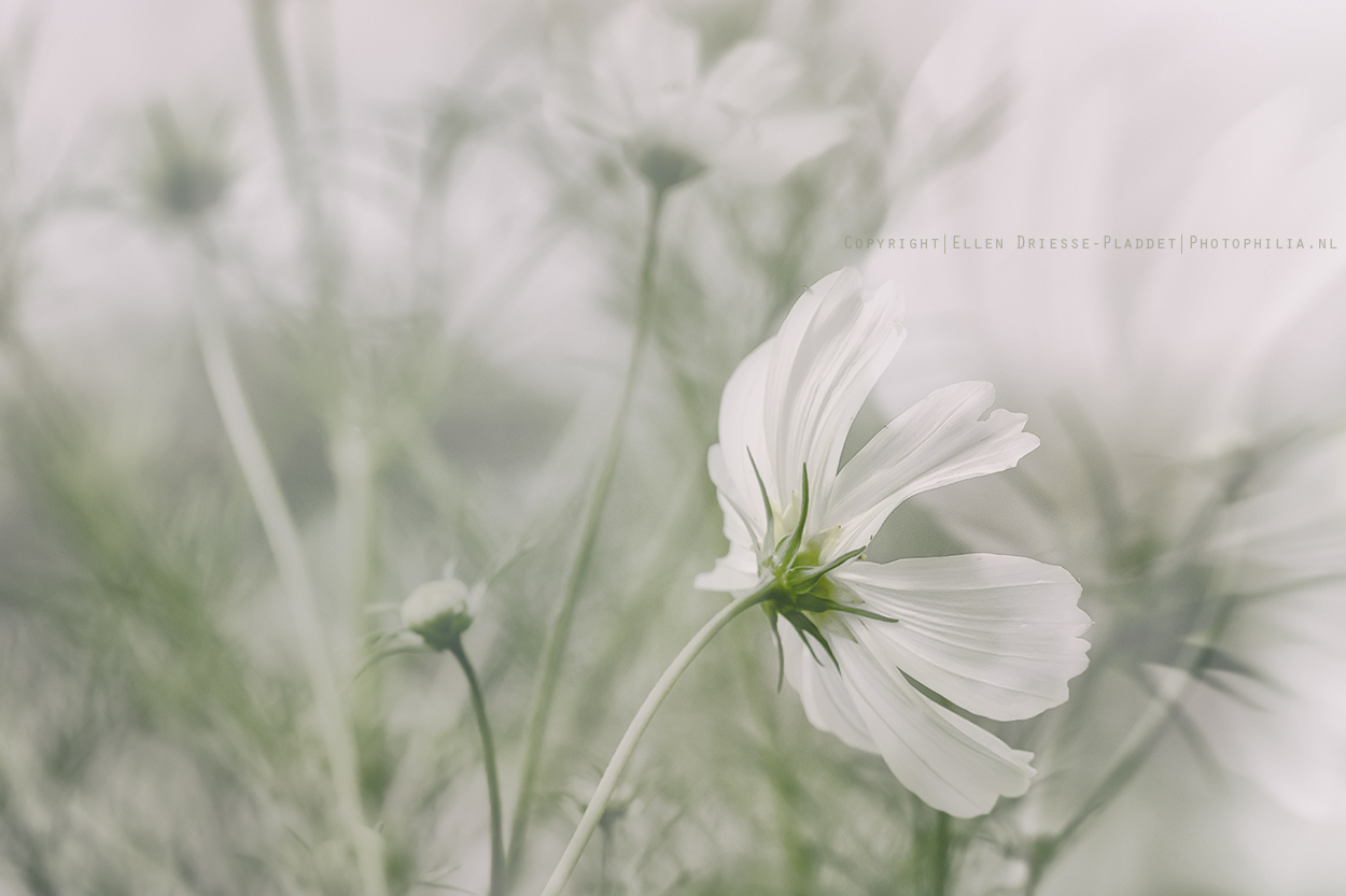 blowing-in-the-wind-2