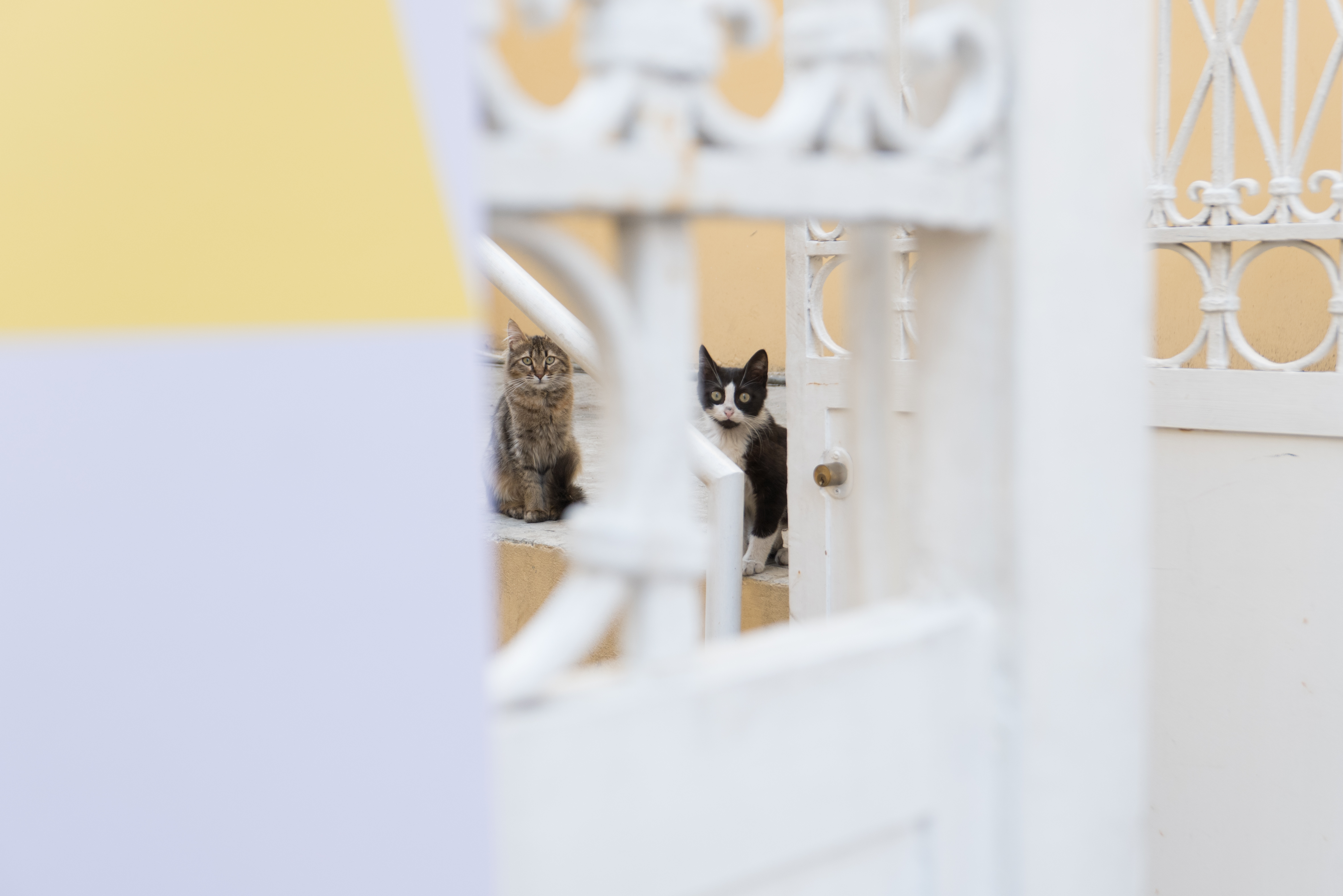 beiroet-katten