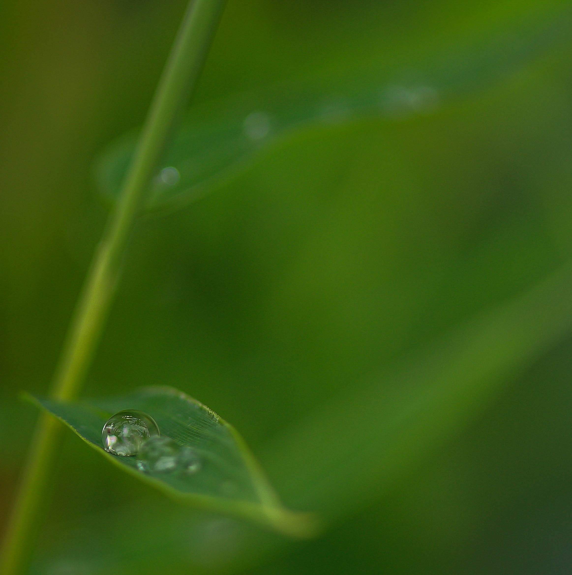 raindrops-4