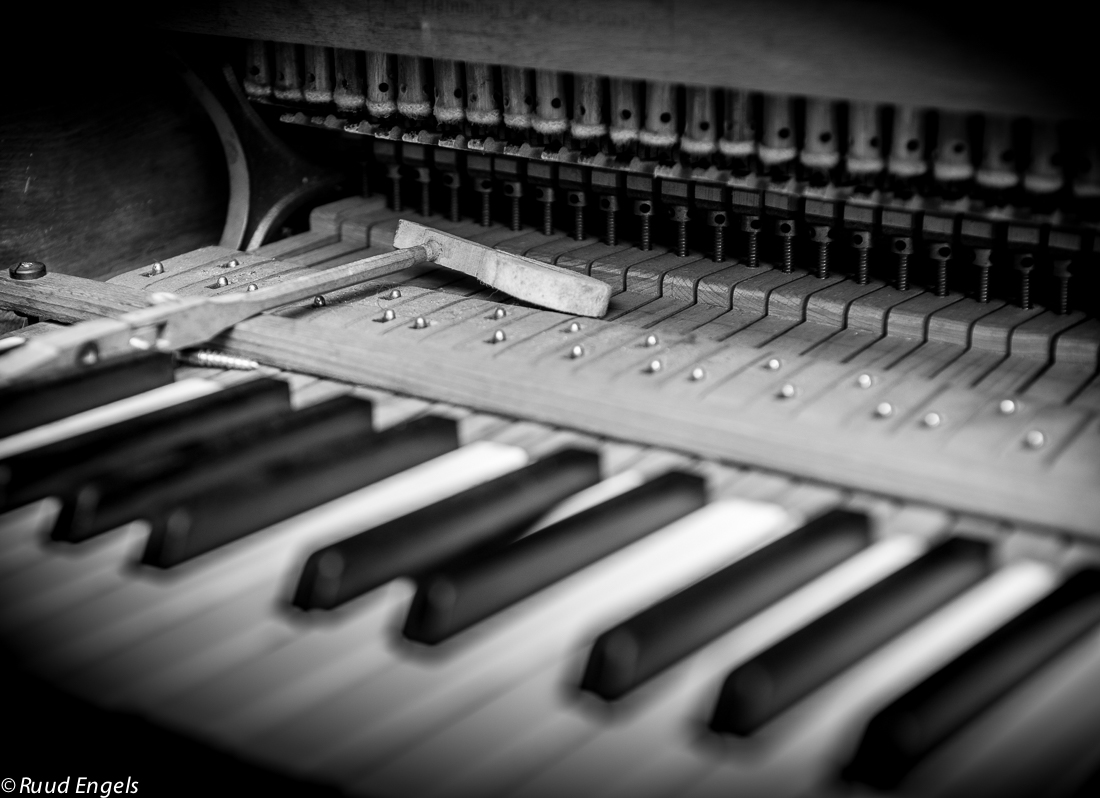 de-verdwaalde-vleugel-hamerkop