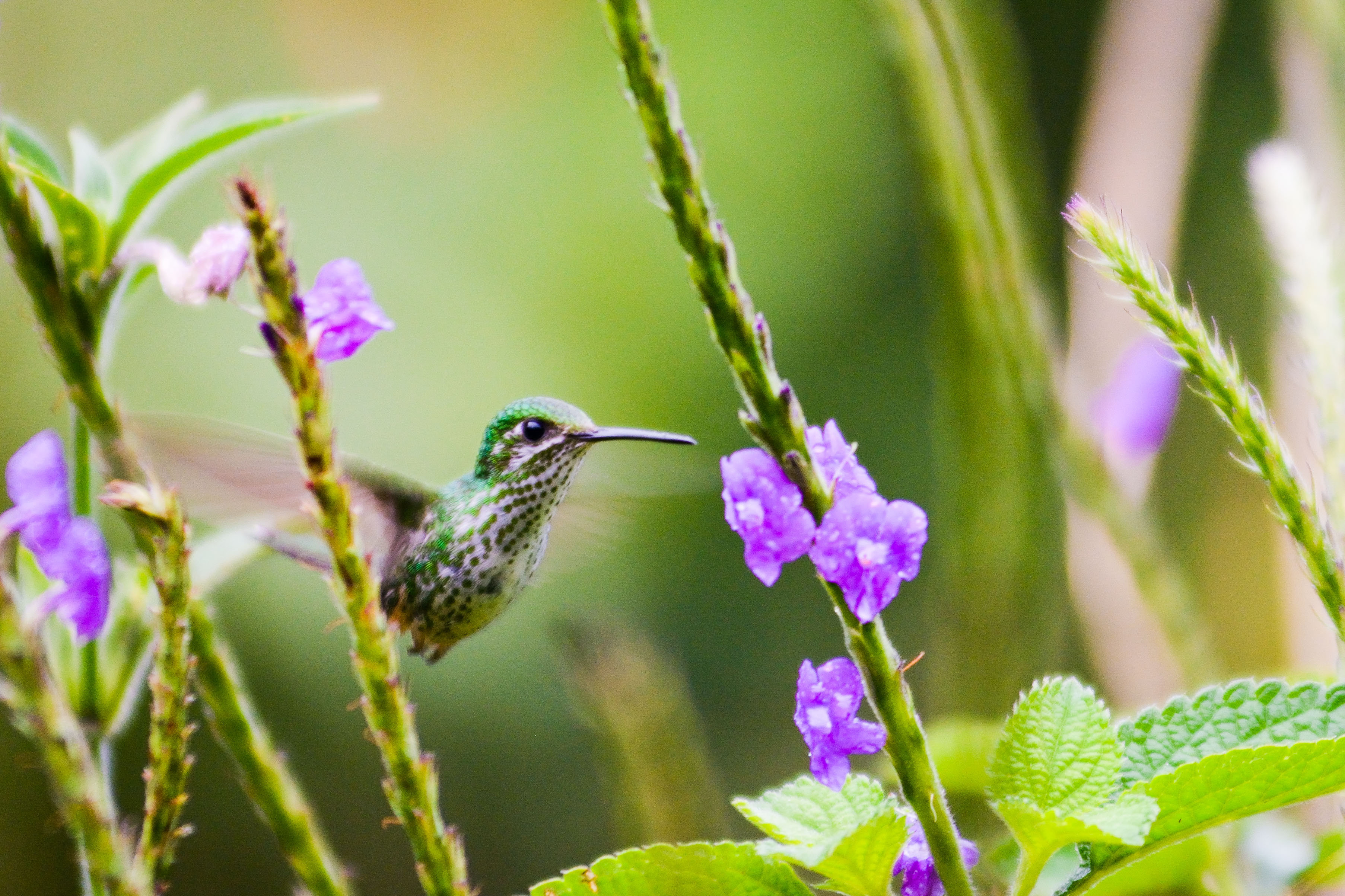 vliegensvlugge-kolibrie