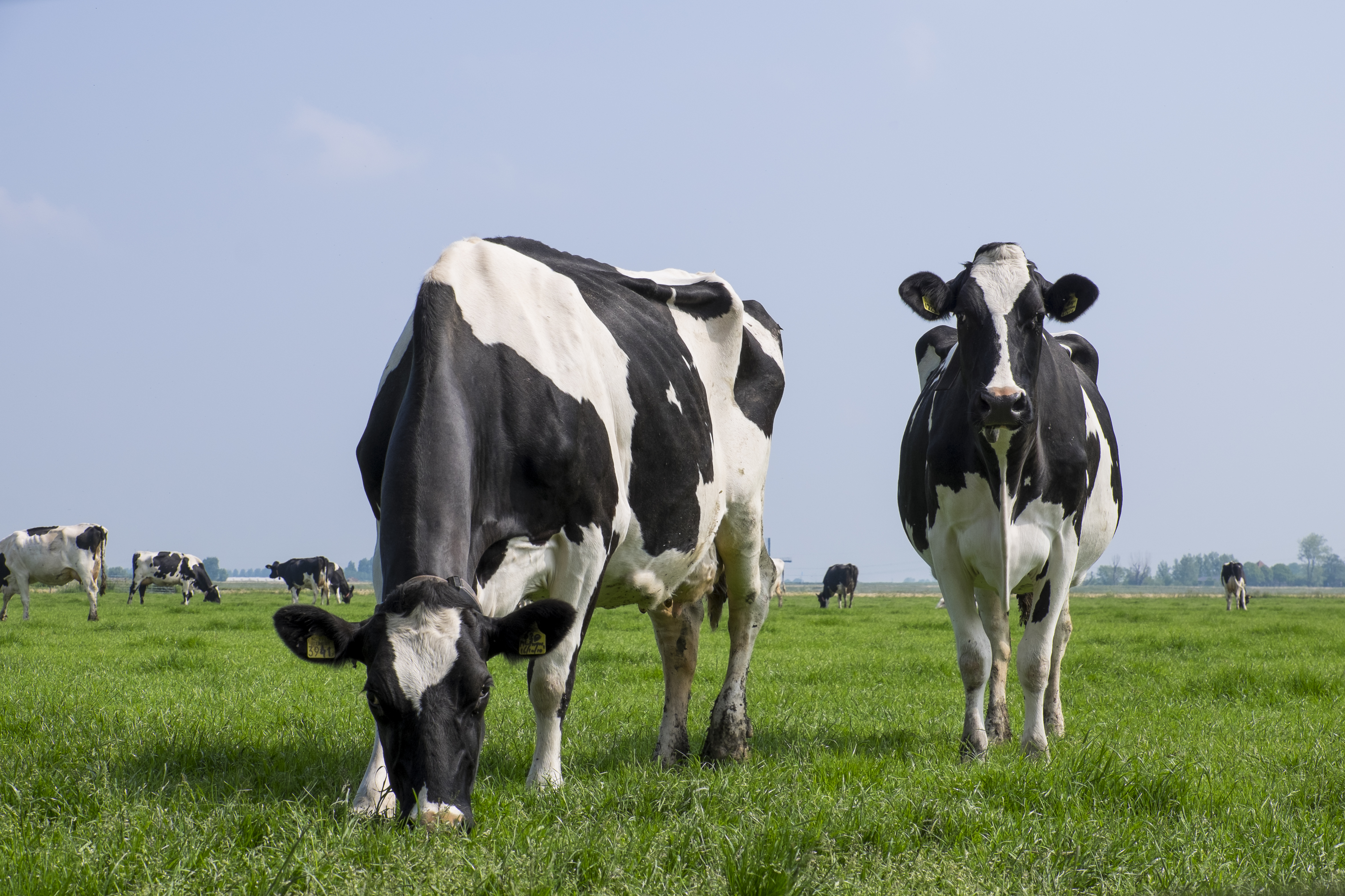 koeienportret-in-de-eilandspolder