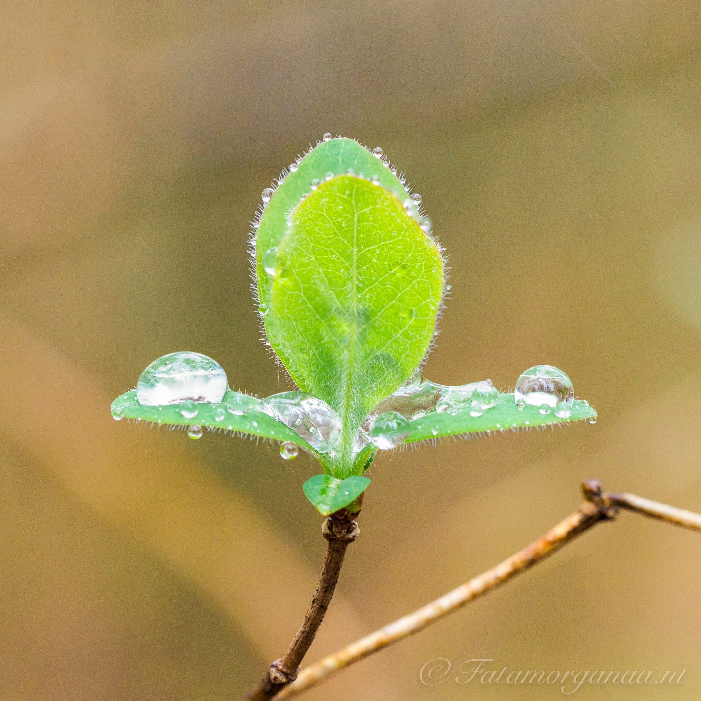 vandaag-in-het-bos