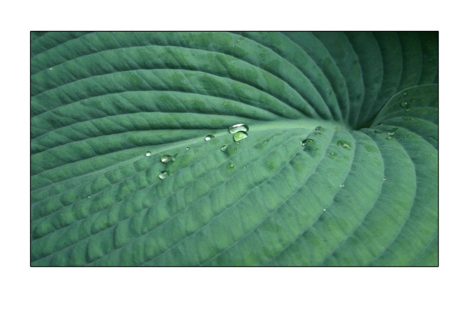 hosta-blad-met-druppel