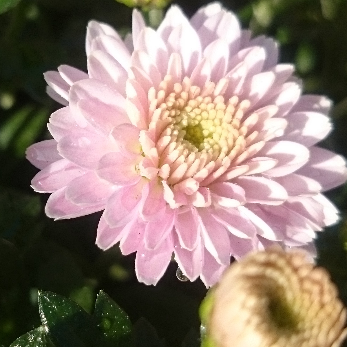 bloem-met-regendruppel