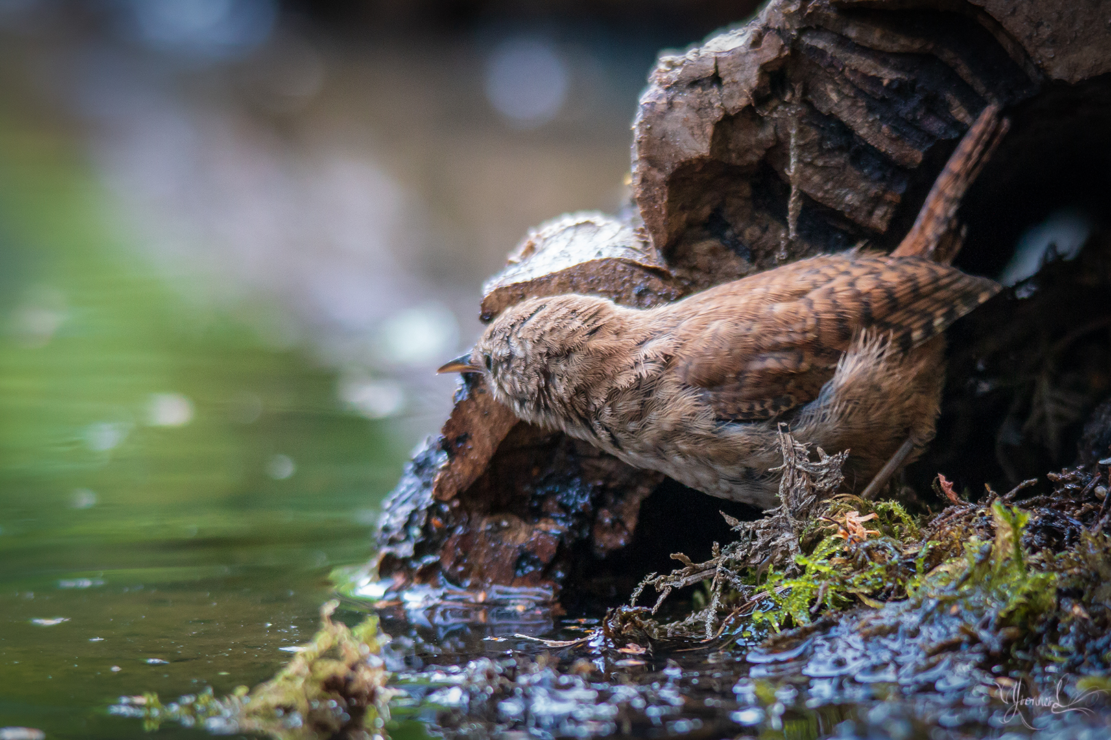 weekopdracht-vogel-is-het-veilig