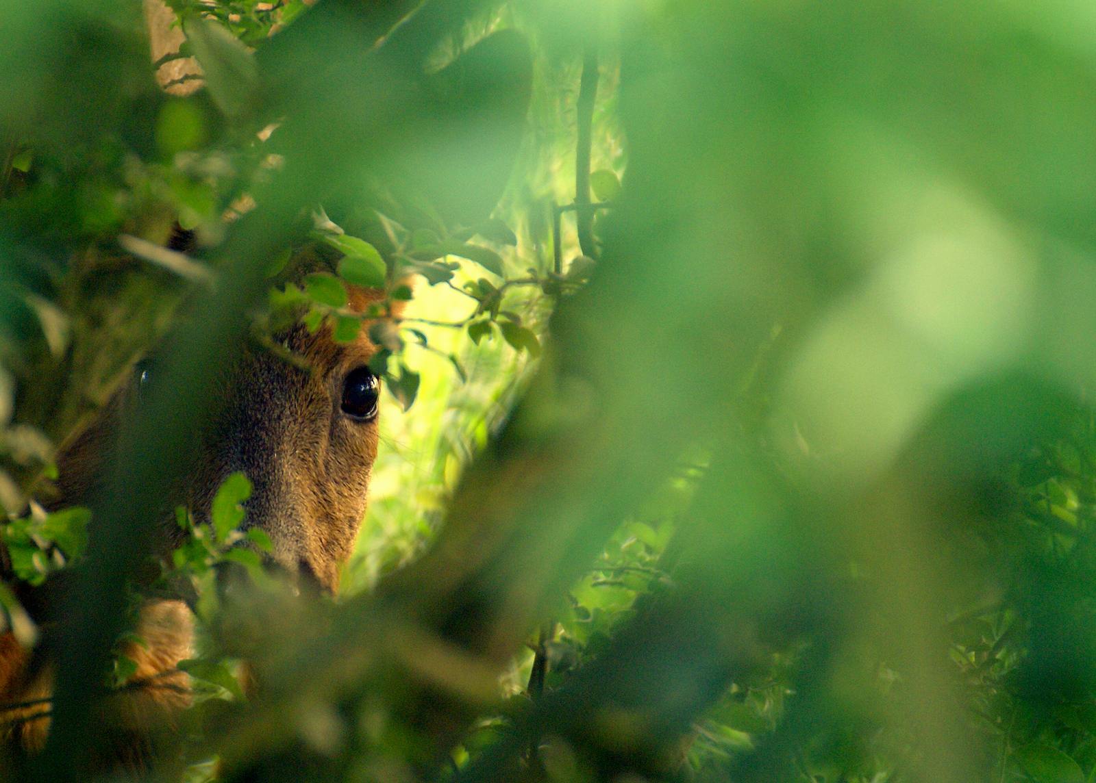 gluren-door-het-groen
